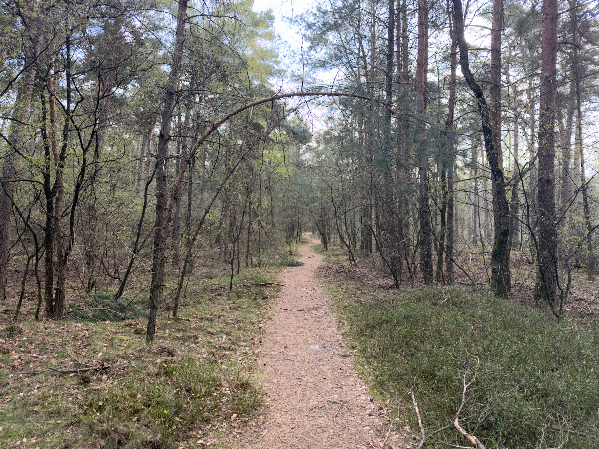 Winding path through sparse pine and birch forest with arching branches