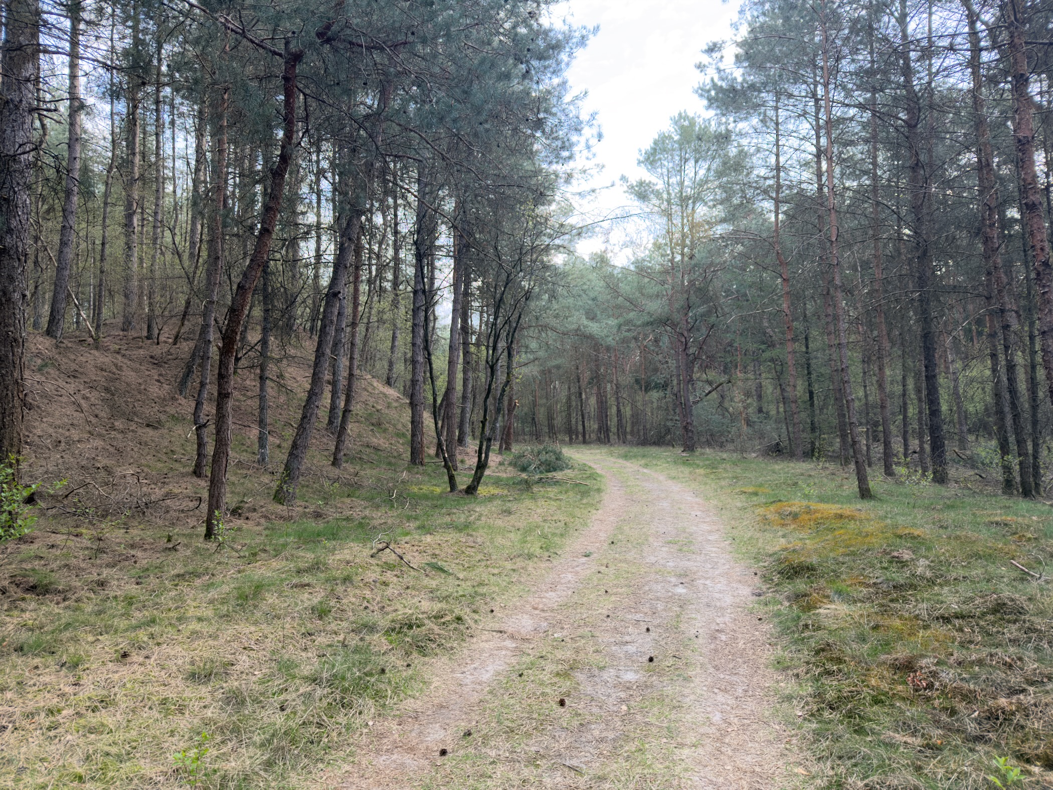 Sandy trail curving through pine forest with a raised sandy hill