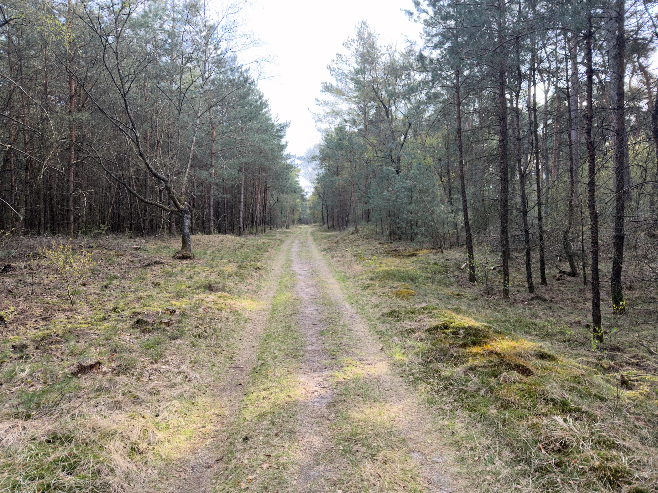 Grassy forest track between rows of pine trees with mossy ground