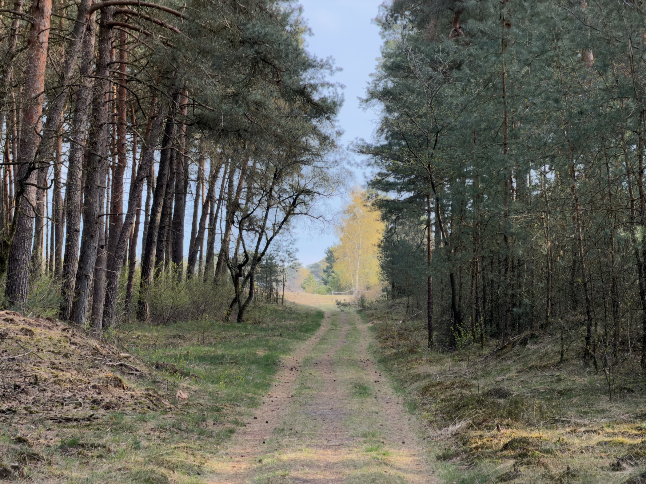 Forest path flanked by pine trees opening toward autumn-colored birches