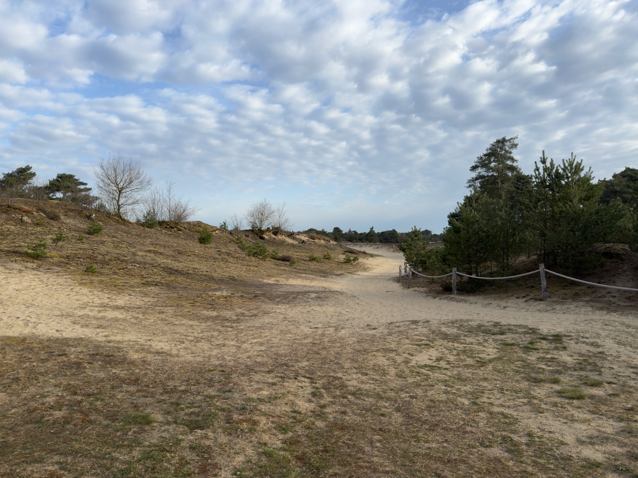 Edge of the Kootwijkerzand drifting sand area with sparse vegetation