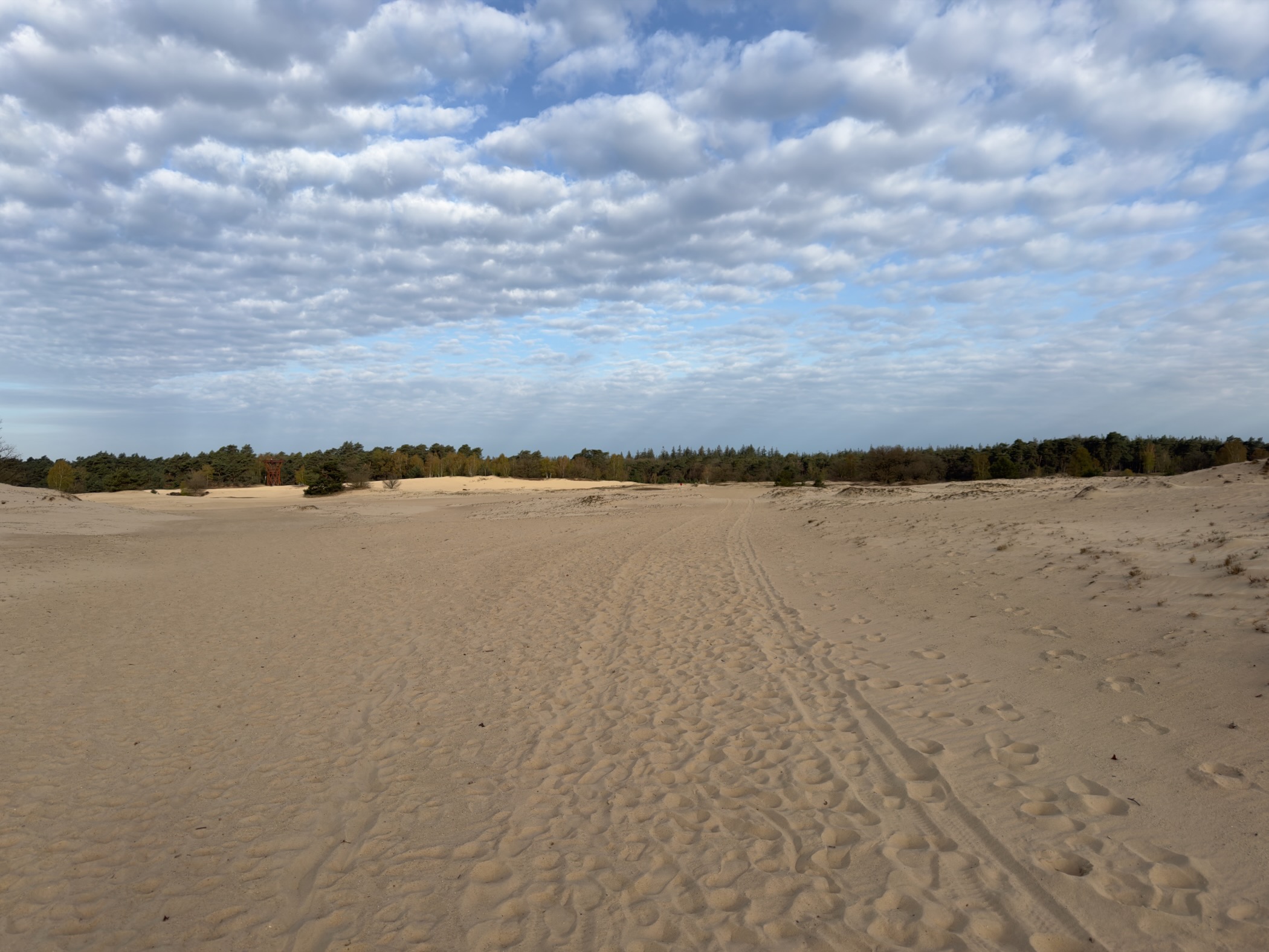 Expansive drifting sand plain with tracks leading toward distant forest
