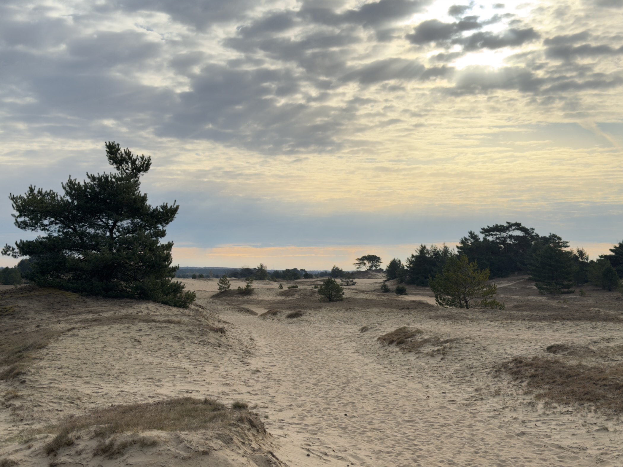 Sand dunes with scattered pine trees under an overcast evening sky