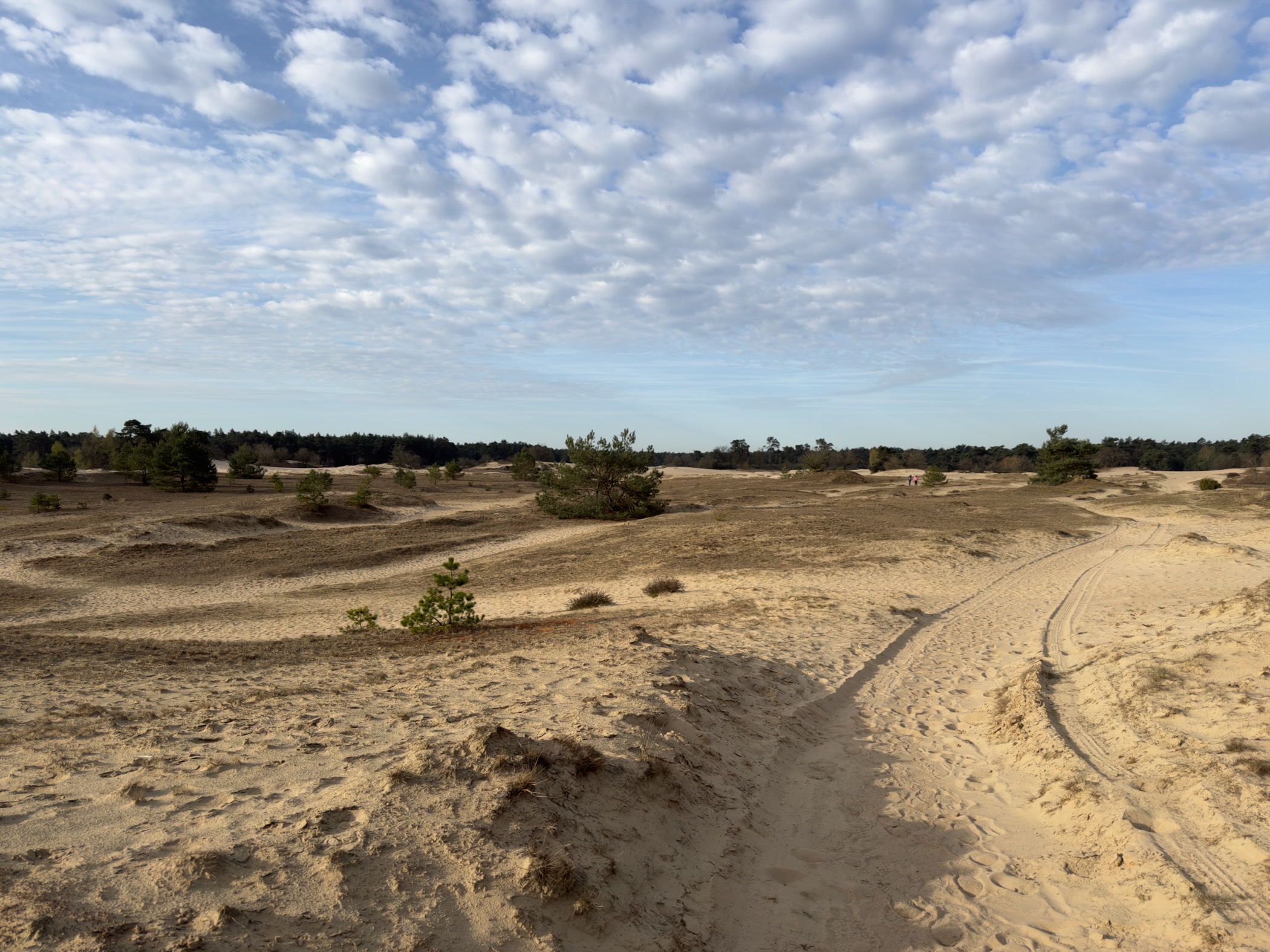 Rolling sand dunes with small pines and forest on the horizon