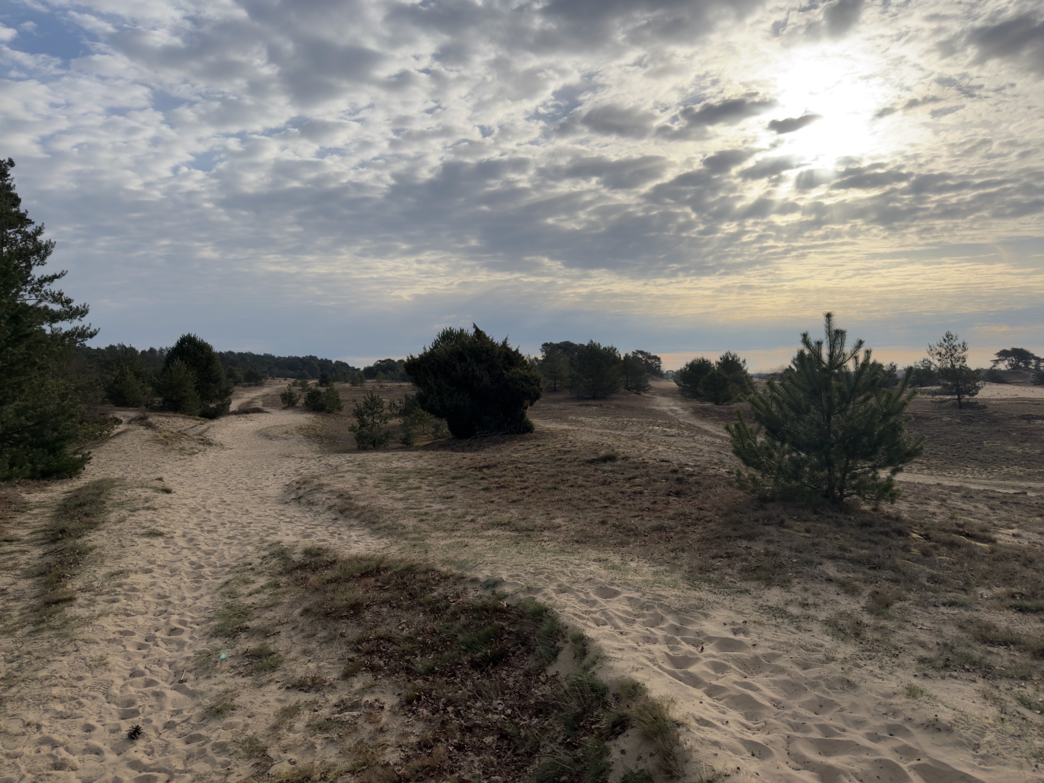 Sandy path through dunes with low shrubs and a young pine tree