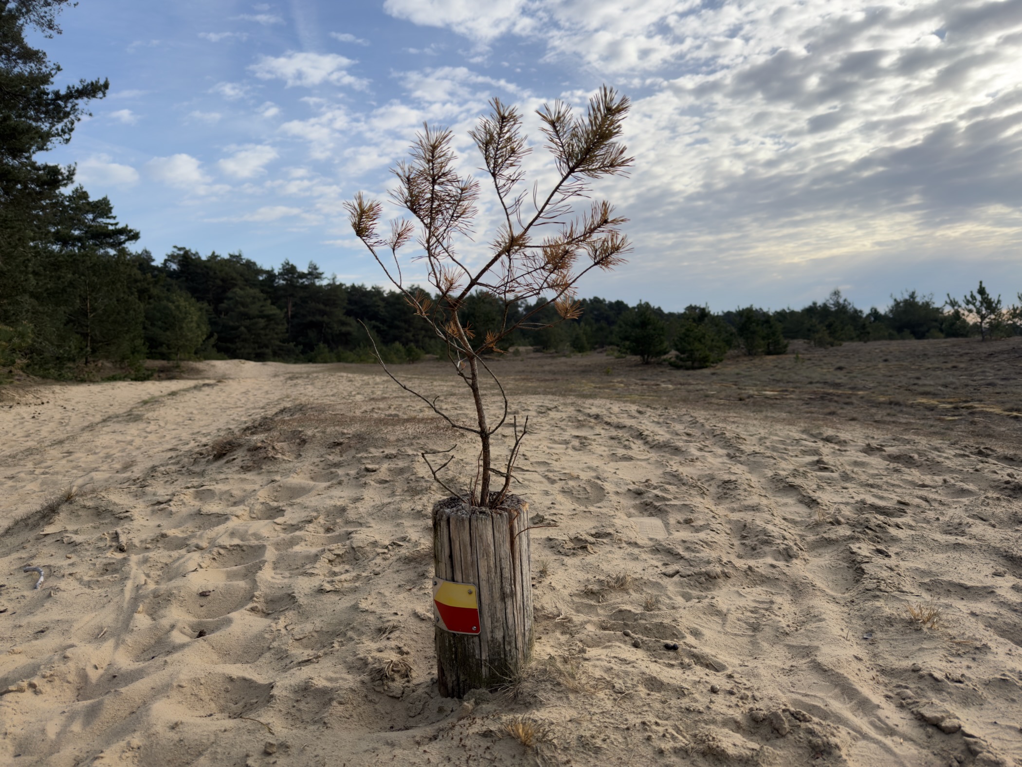 Trail marker post with a small pine sapling in open sand dunes