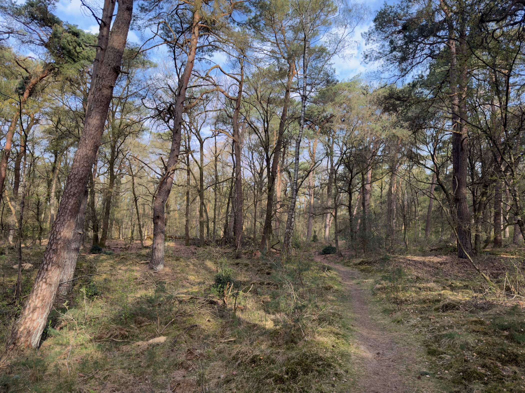 Mossy footpath meandering through a sunlit pine forest