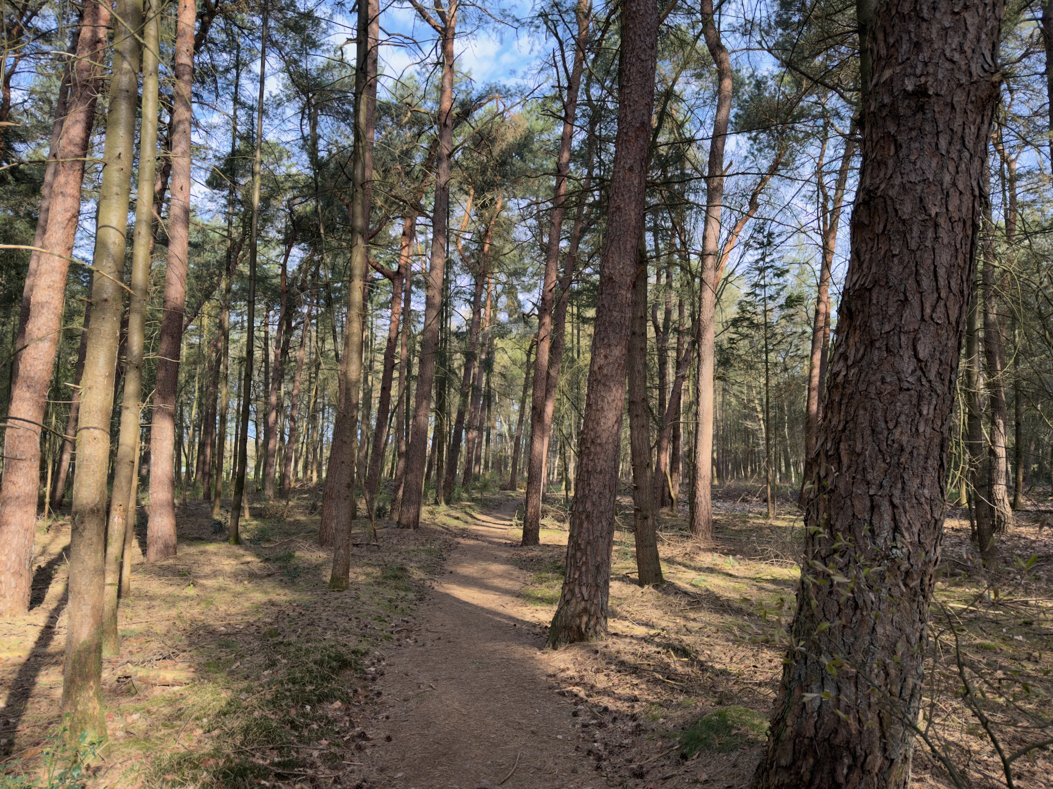 Winding trail through a dense pine forest with dappled sunlight