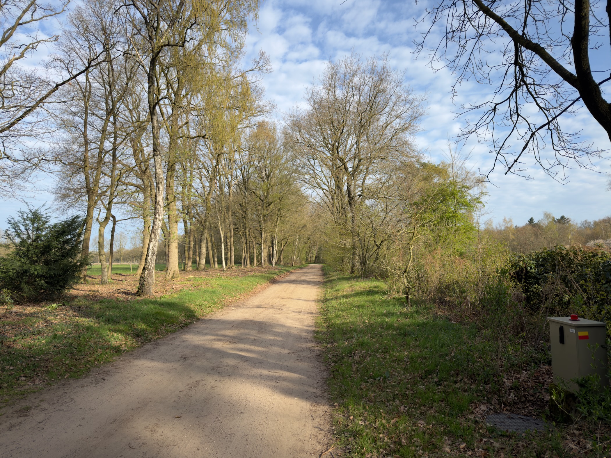 Sandy lane lined with tall deciduous trees with fresh spring foliage
