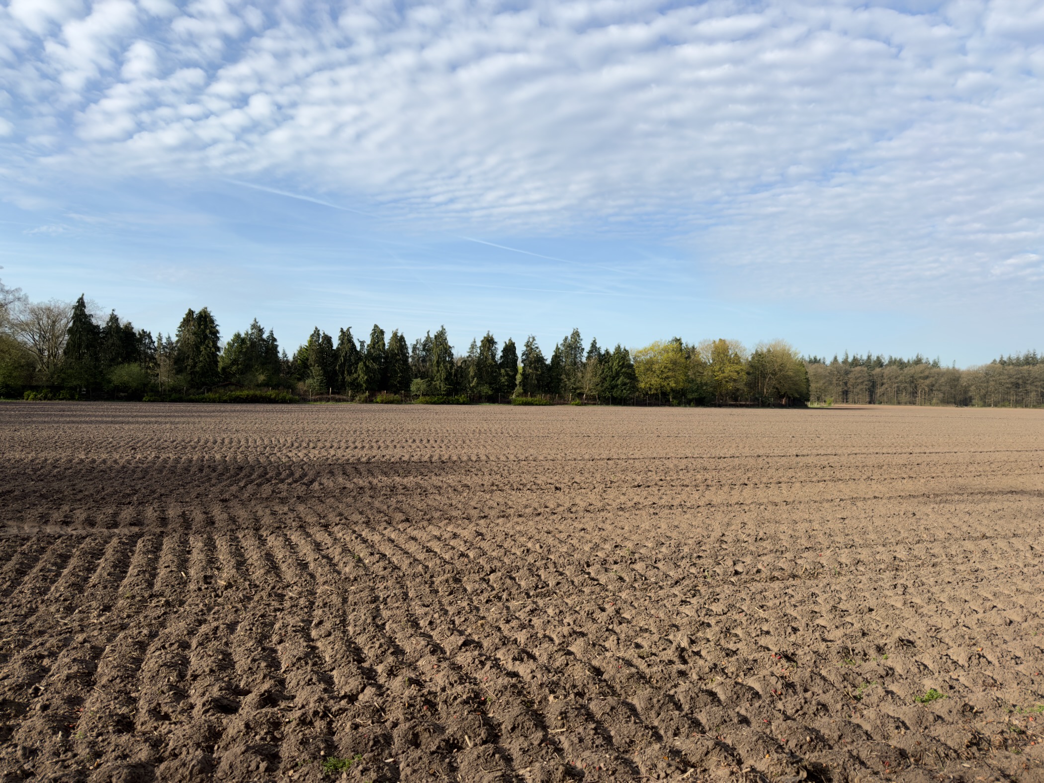 Freshly ploughed farmland with a row of conifers under a cloudy sky
