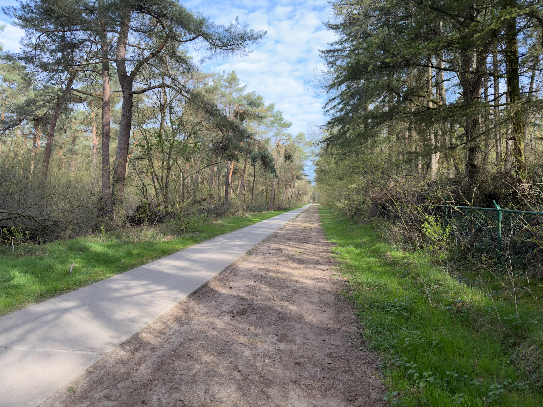 Paved path stretching straight through a pine forest