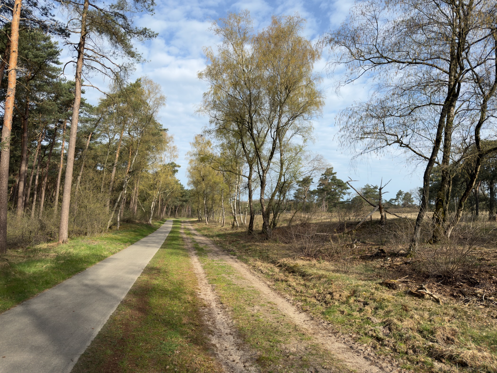 Narrow paved lane between pine and birch trees bordering open heathland