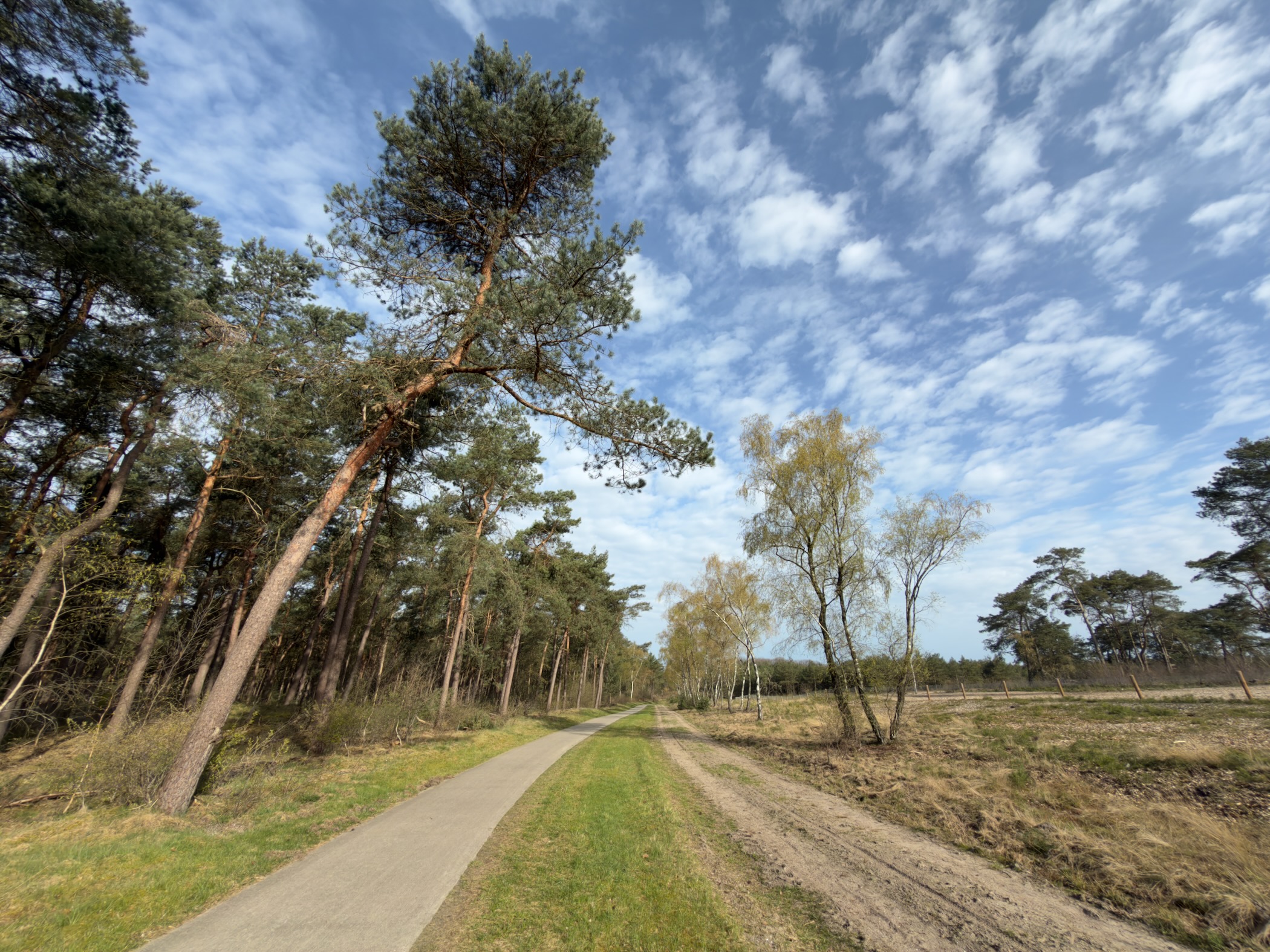 Curving path beneath tall Scots pines with heathland to the right