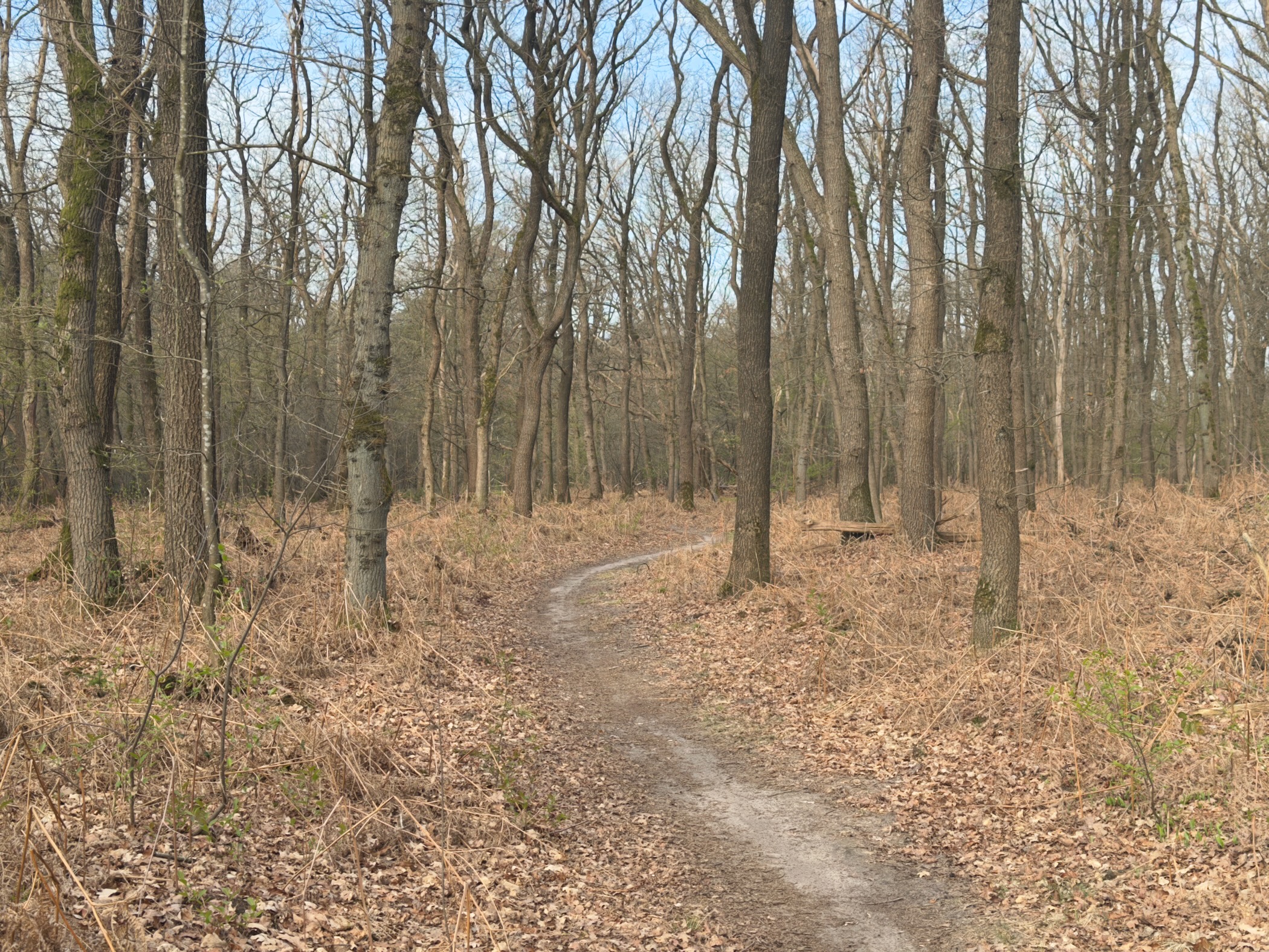 Winding trail through a leafless deciduous forest with fallen leaves