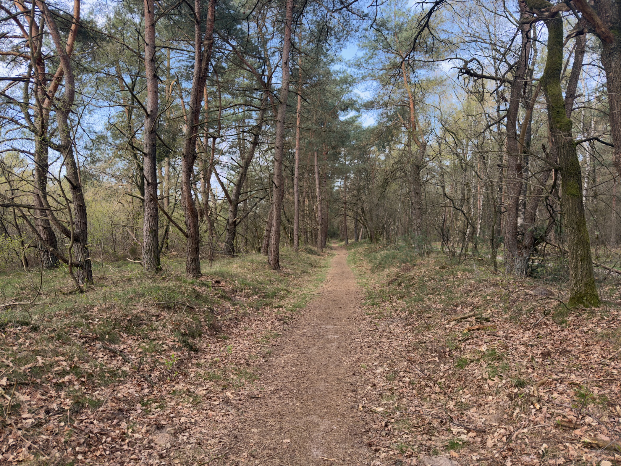 Narrow footpath through a mixed forest with early spring foliage