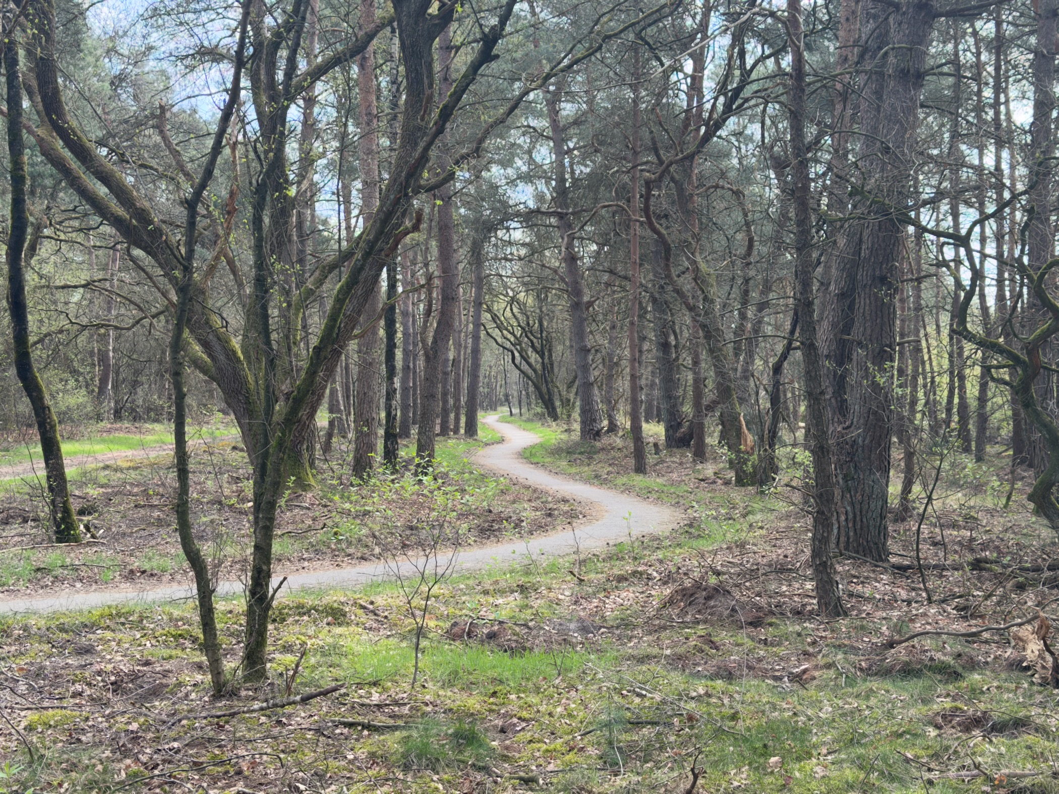 Winding sandy trail through sparse pine and birch woodland