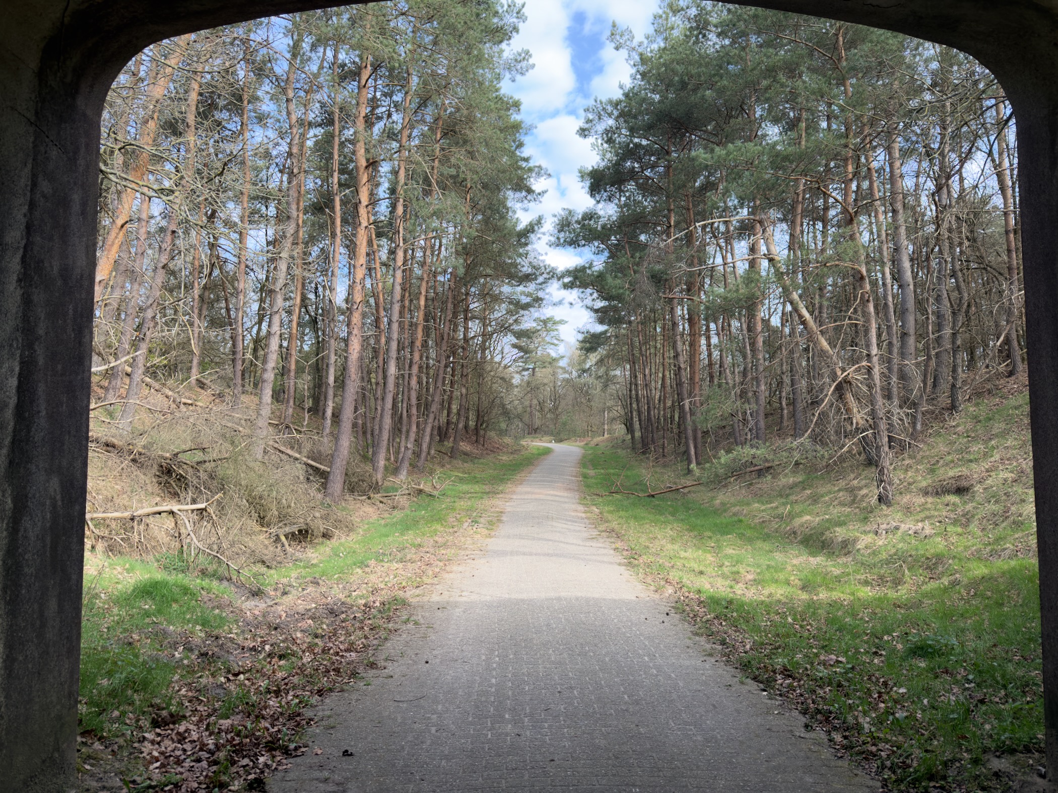 View from inside an underpass looking out onto a pine-lined forest path