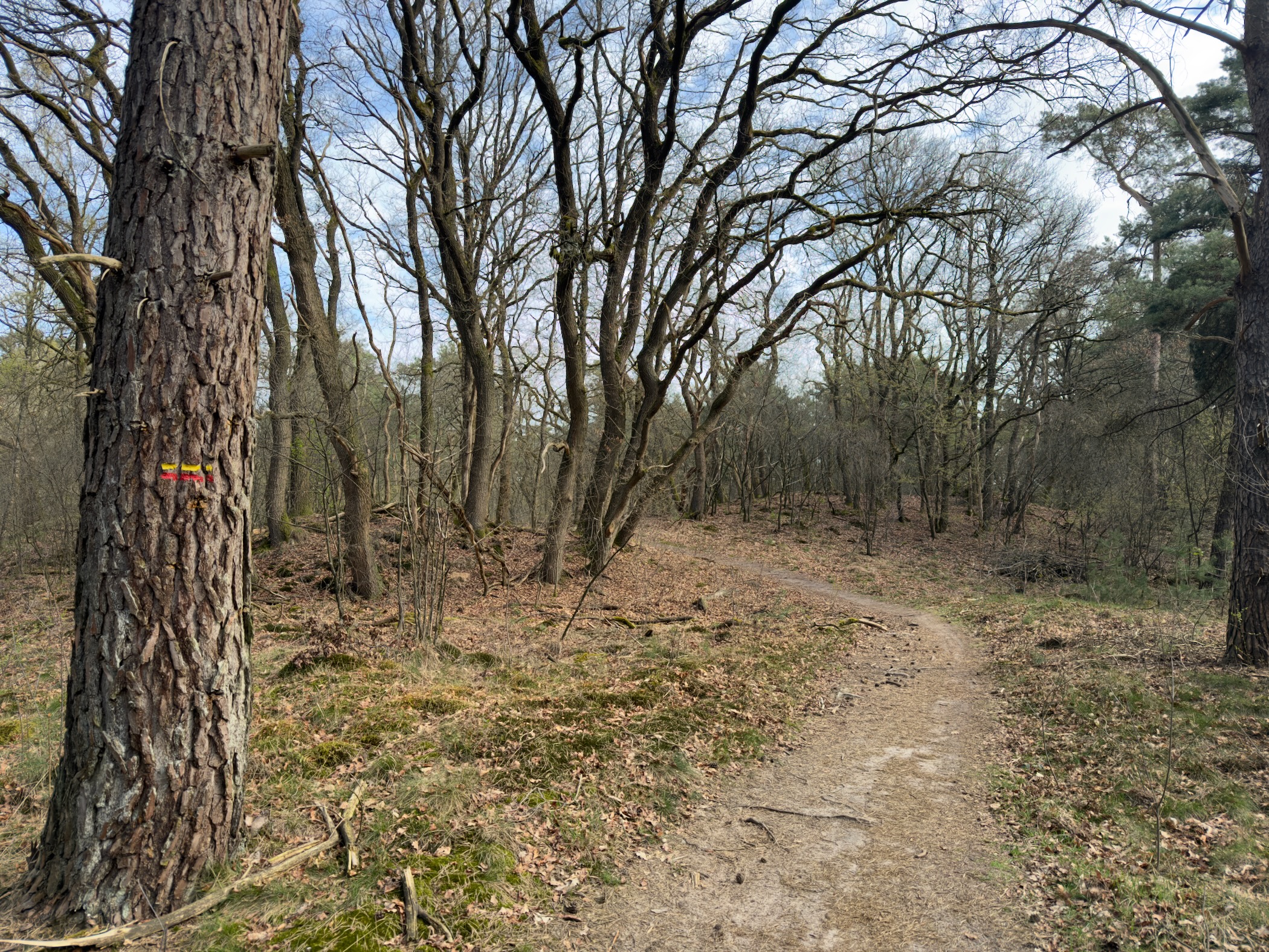 Trail marker on a tree trunk along a path through bare oak forest