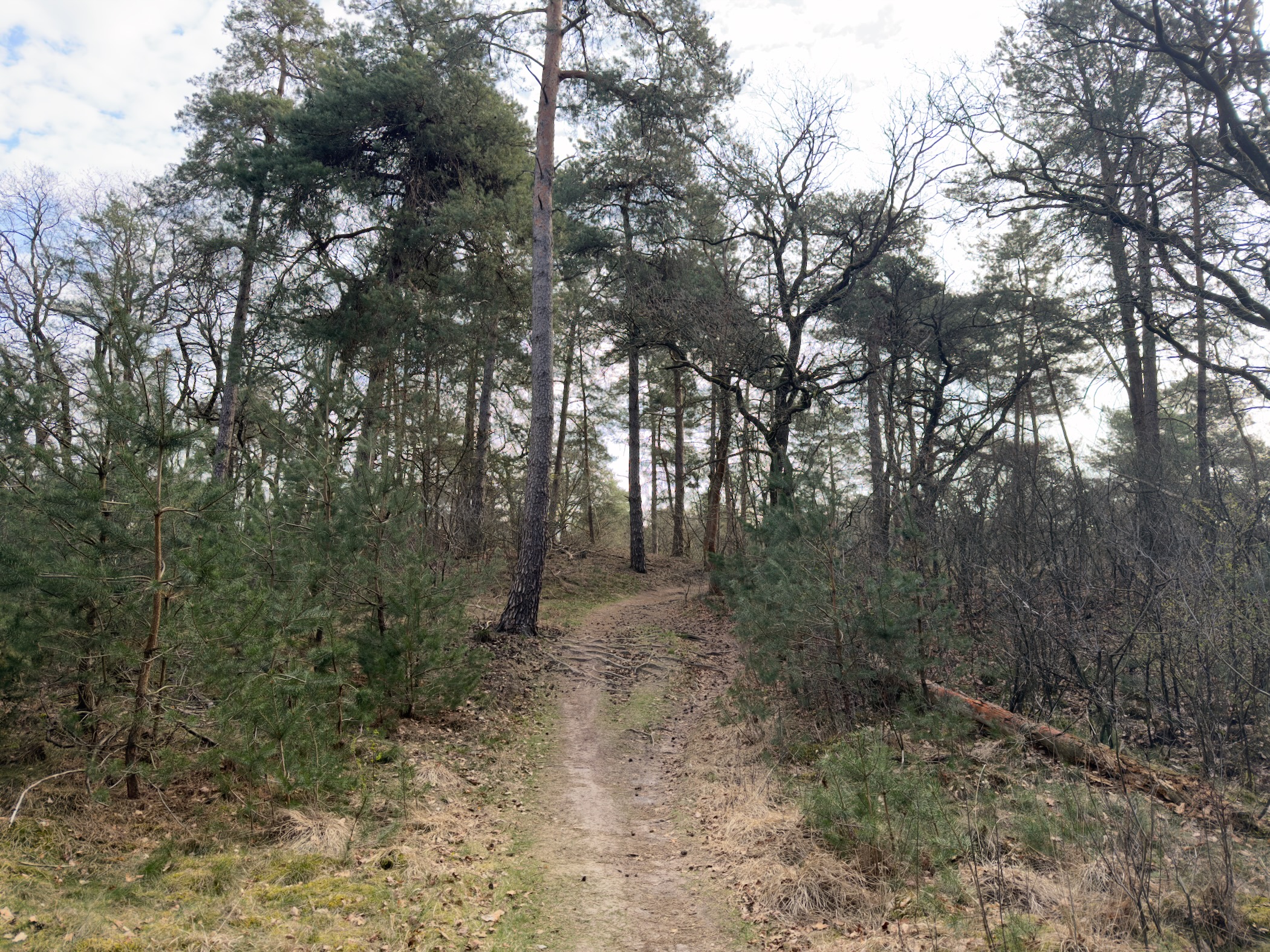 Sandy trail climbing uphill through tall pines and young conifers