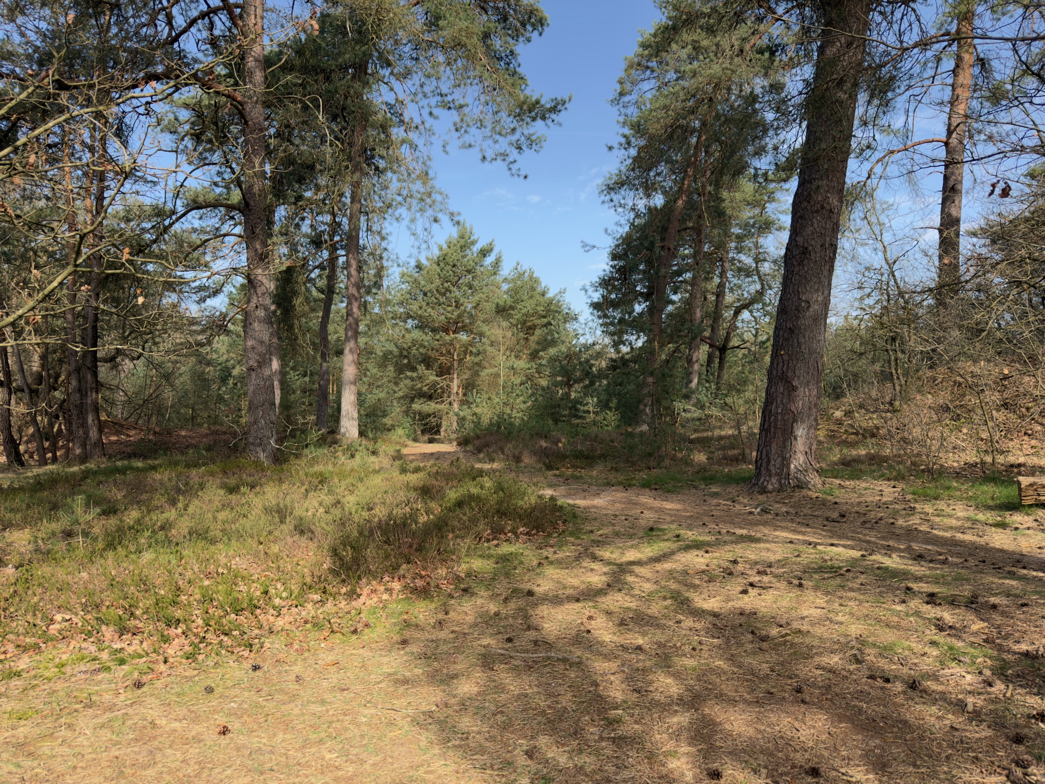 Sunlit clearing among mature pine trees with dappled shadows