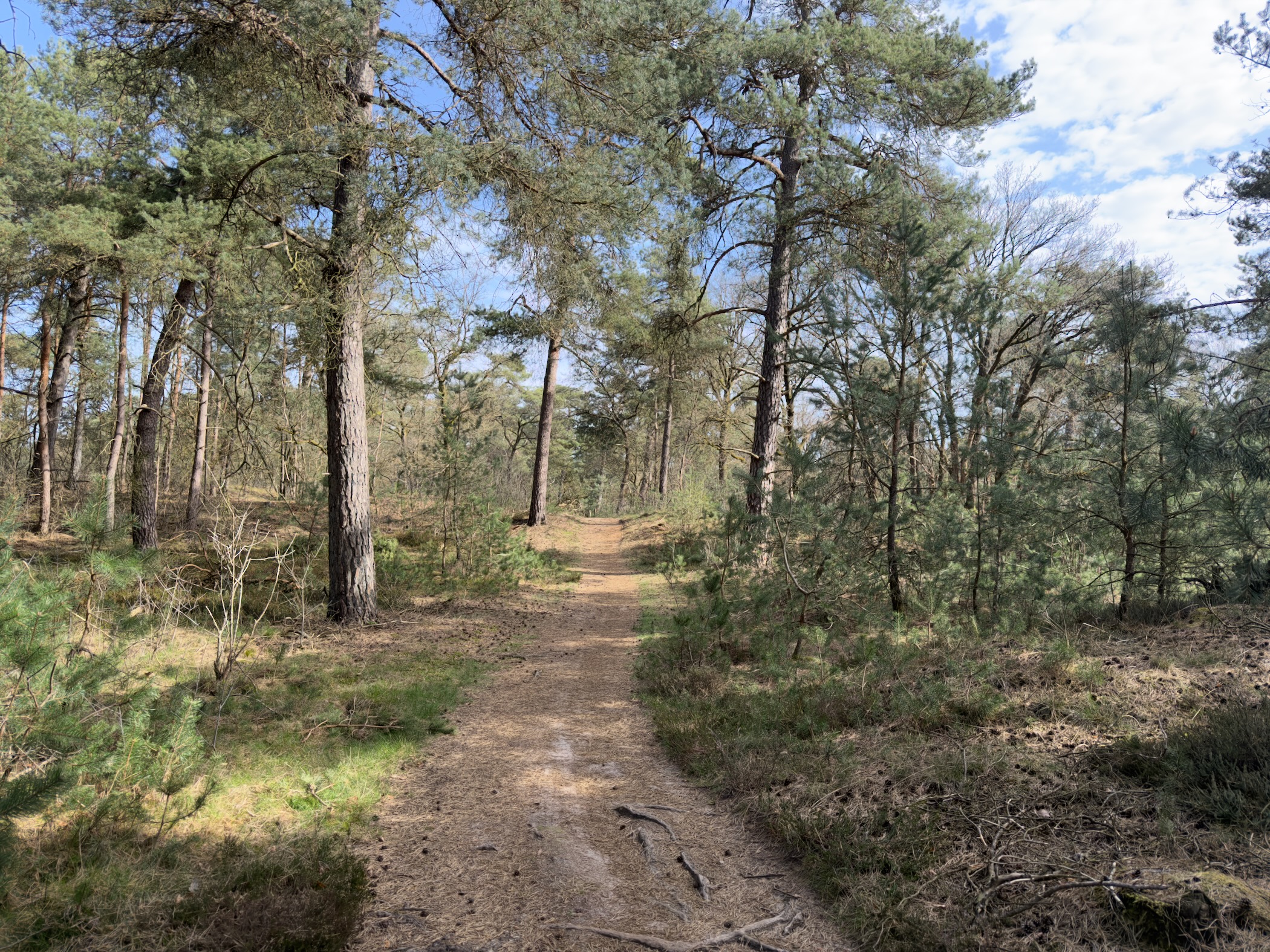 Sandy forest track winding through pine woodland in Speulderbos