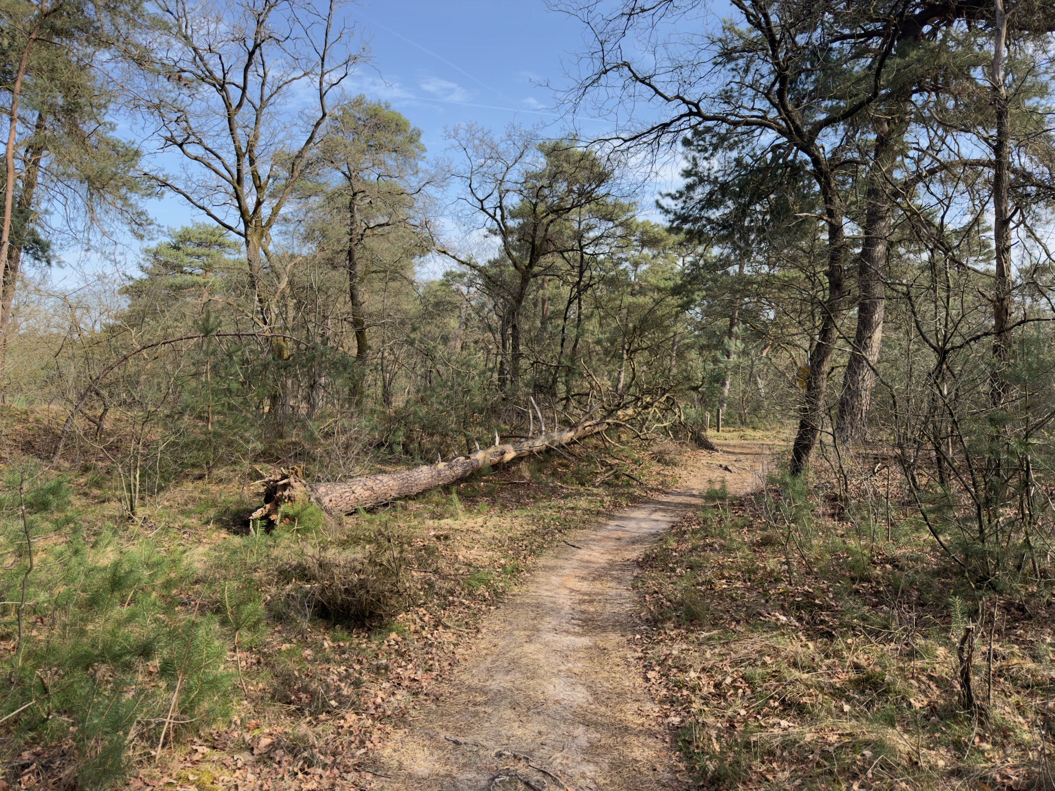 Fallen tree trunk across a sandy path in a dry forest
