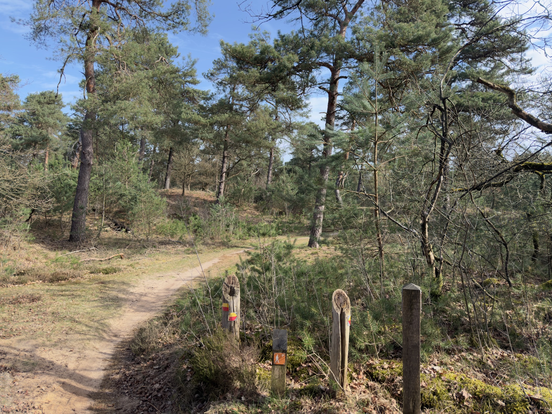 Trail marker posts at the entrance to a sandy pine forest path