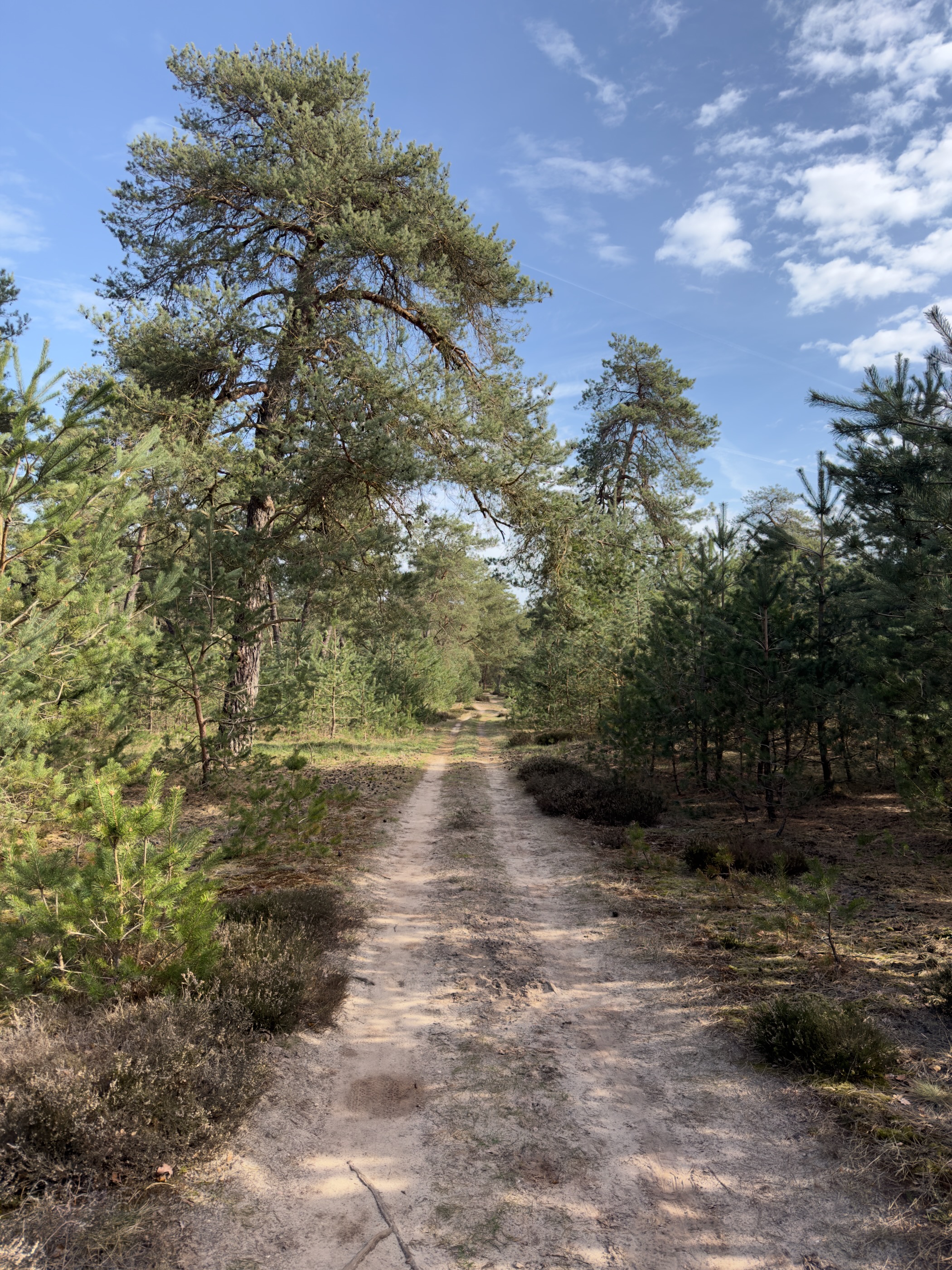 Sandy path through heather and scattered pines under a blue sky