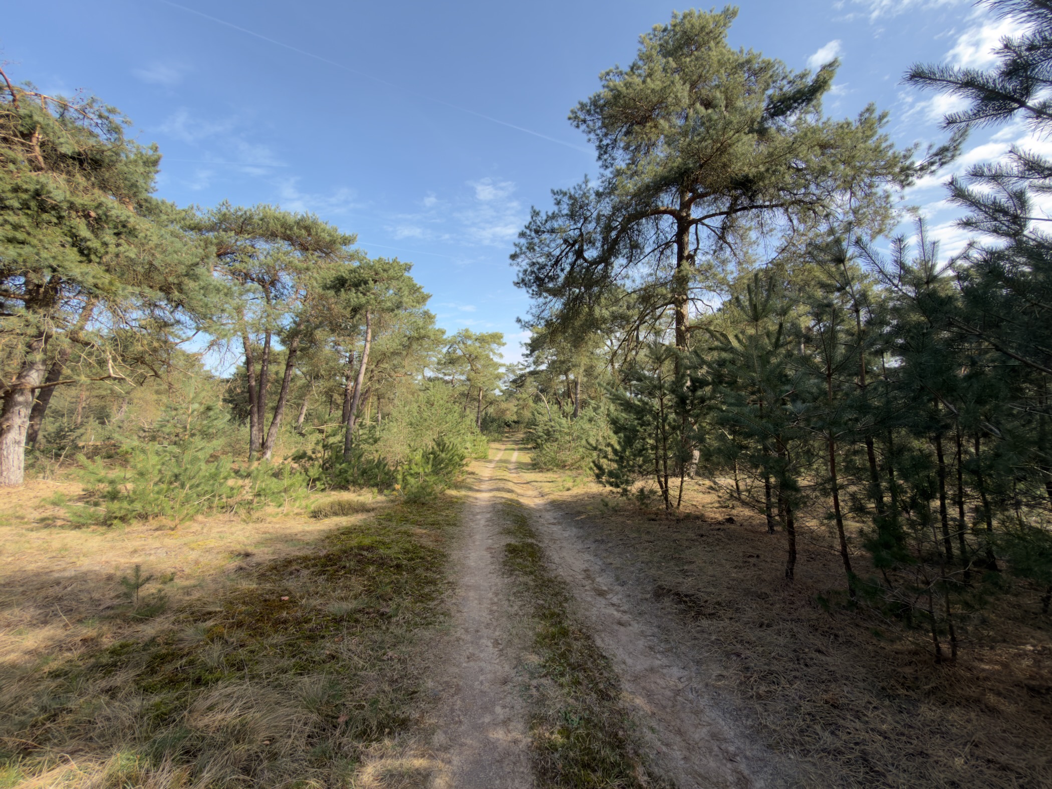 Wide sandy trail through open pine woodland with dry grass