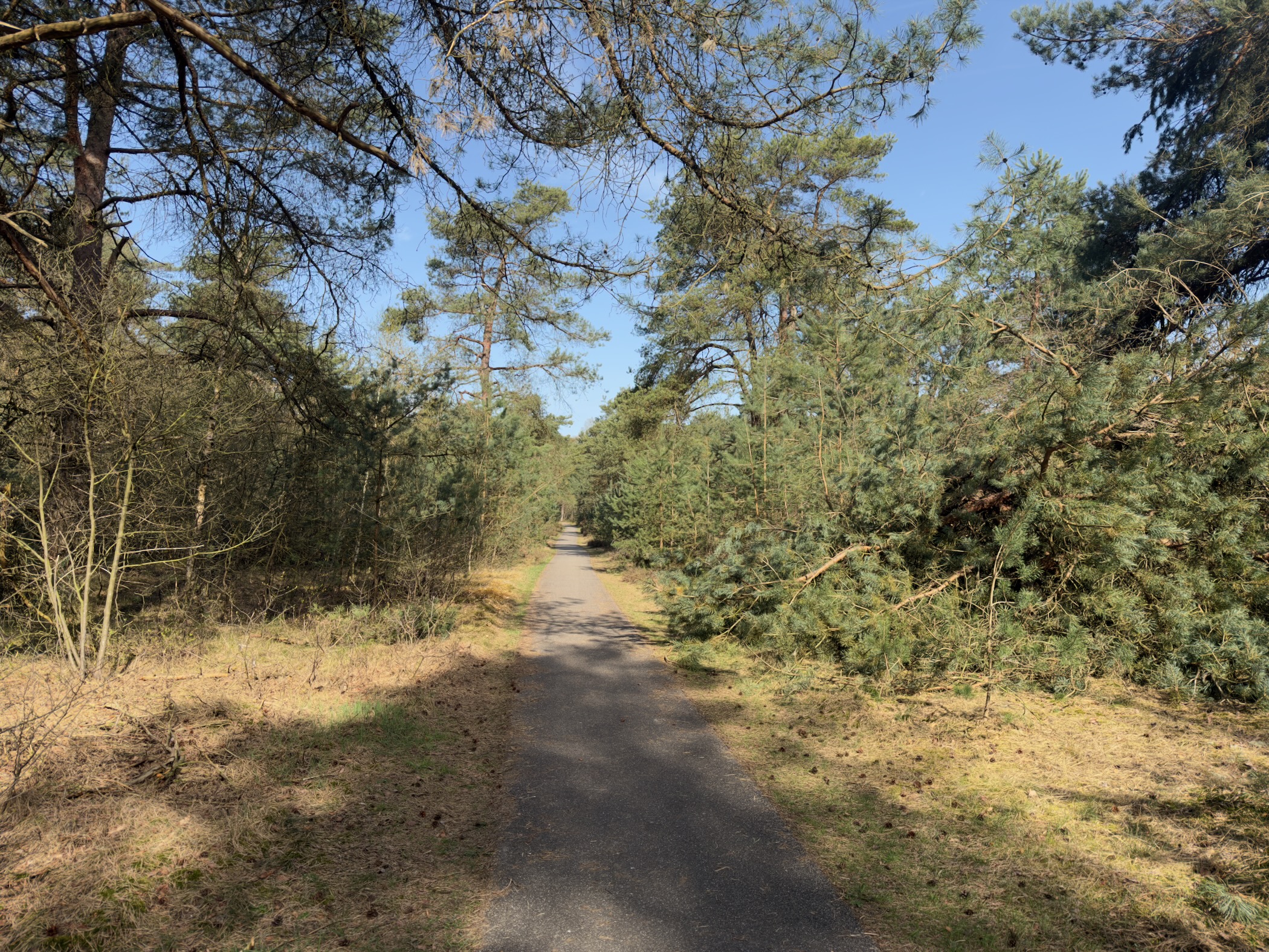 Narrow path through dense pine forest with overhanging branches