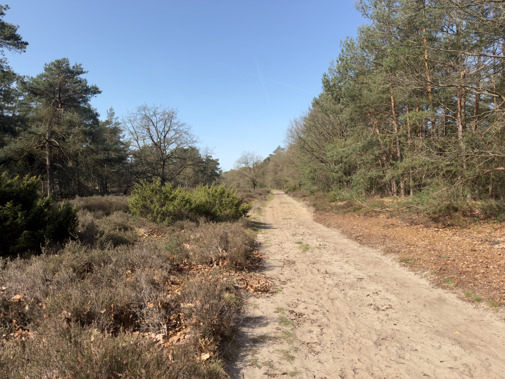 Sandy path lined with heather leading between rows of pines