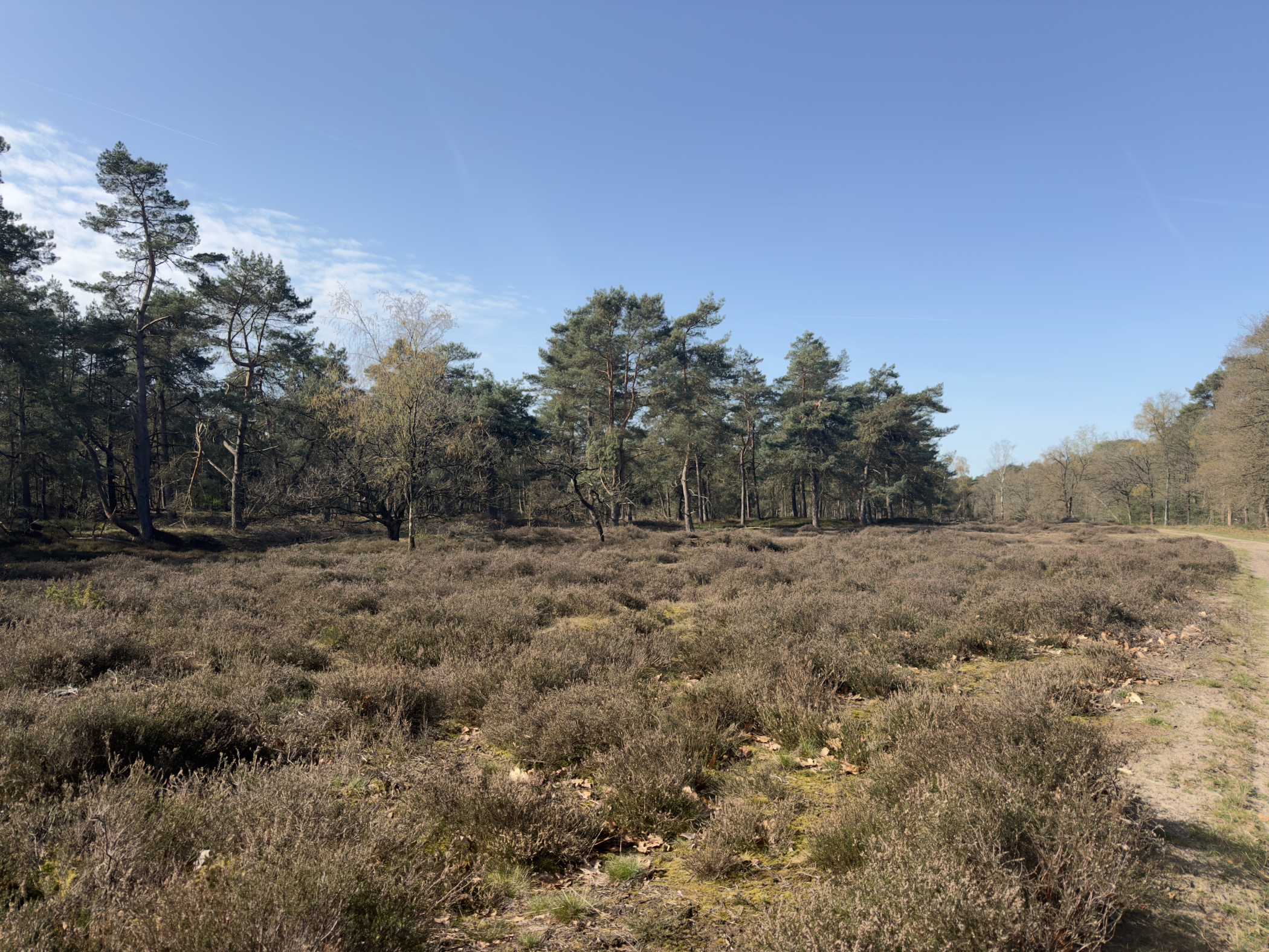 Open heathland with scattered pine trees under a clear sky