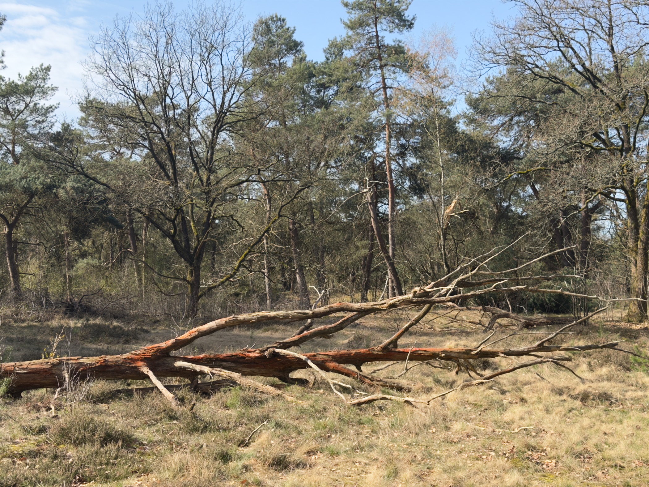 Large fallen pine trees on dry heathland at Maanschoten