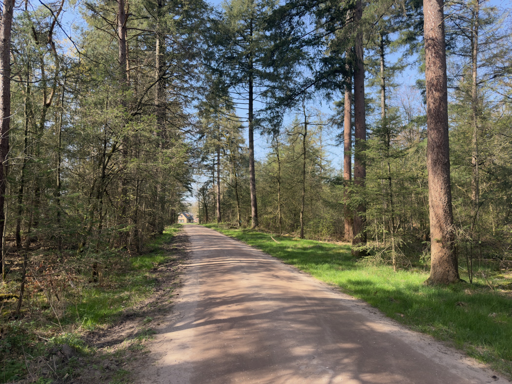Paved forest road through tall mixed woodland with green verges