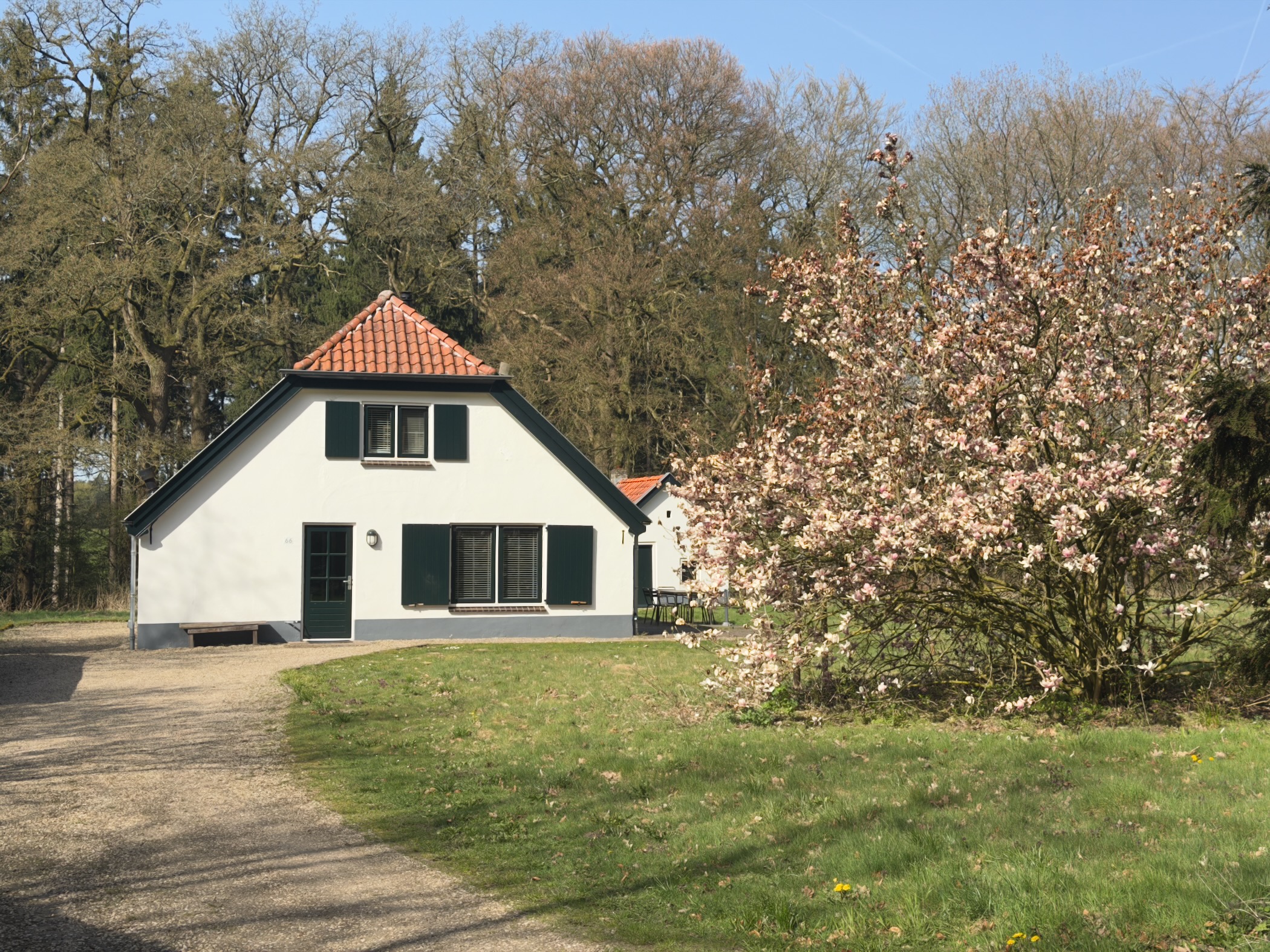 White farmhouse with green shutters and a blooming magnolia tree