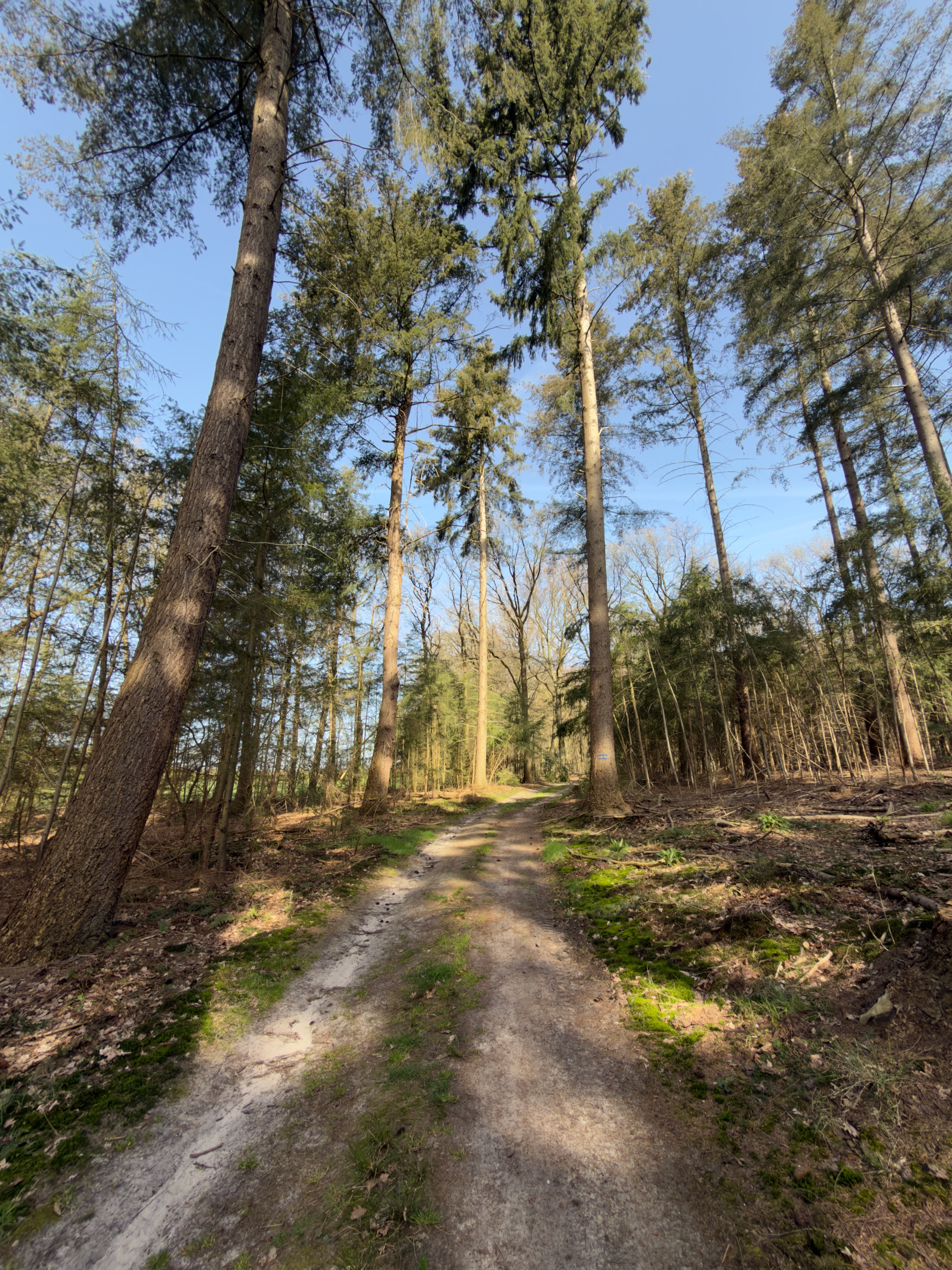 Forest track through tall beech and spruce trees in afternoon light