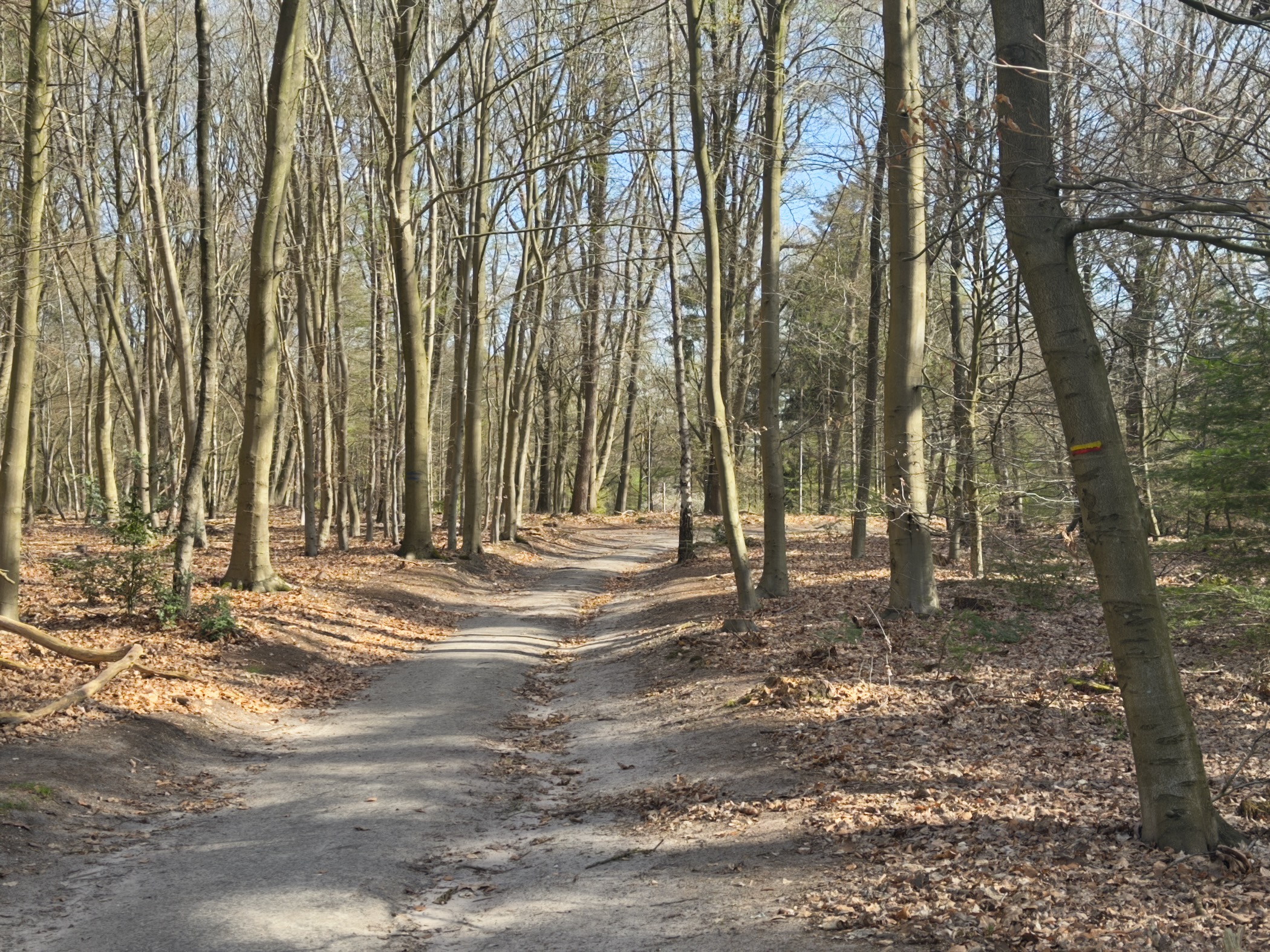 Winding path through a leafless beech forest with fallen leaves