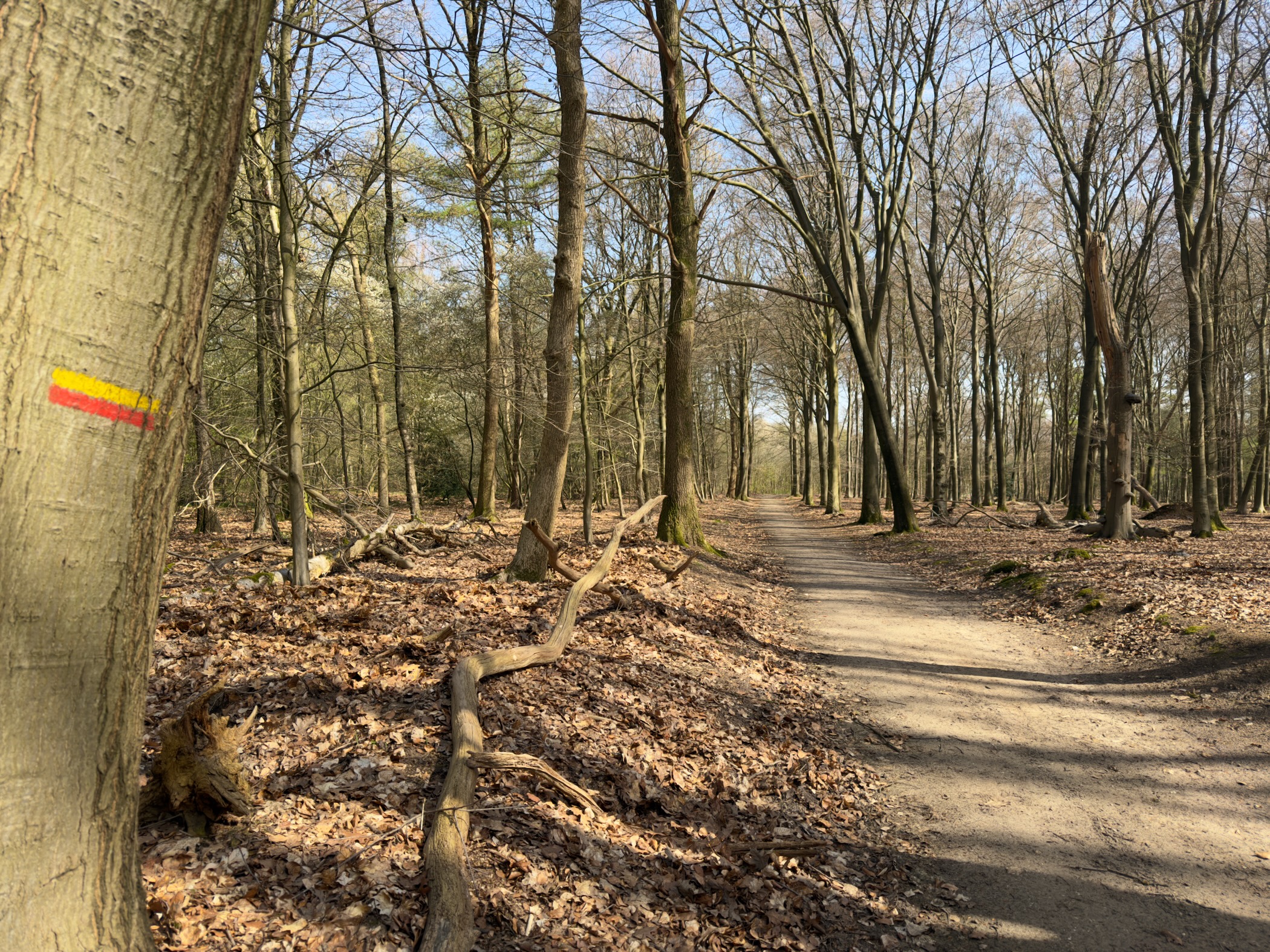 Yellow and red trail blaze on a beech tree along a woodland path
