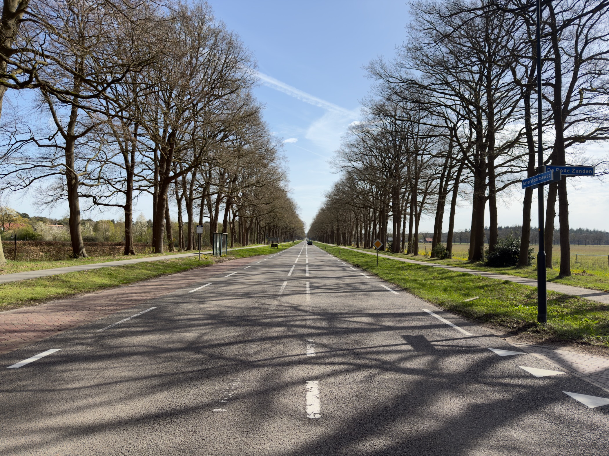 Tree-lined road stretching into the distance with long shadows