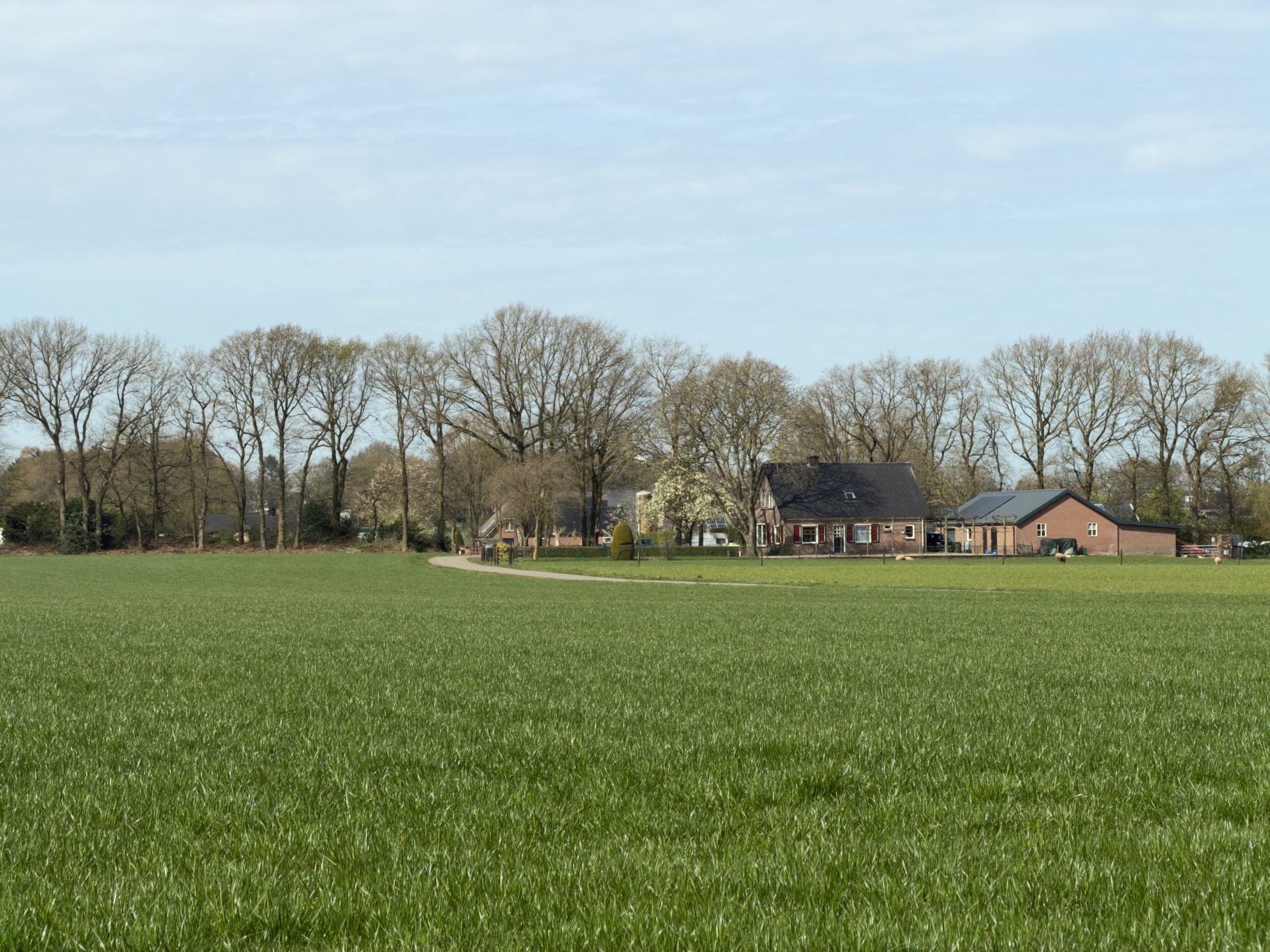 Farmhouse beyond a lush green field with bare trees in early spring