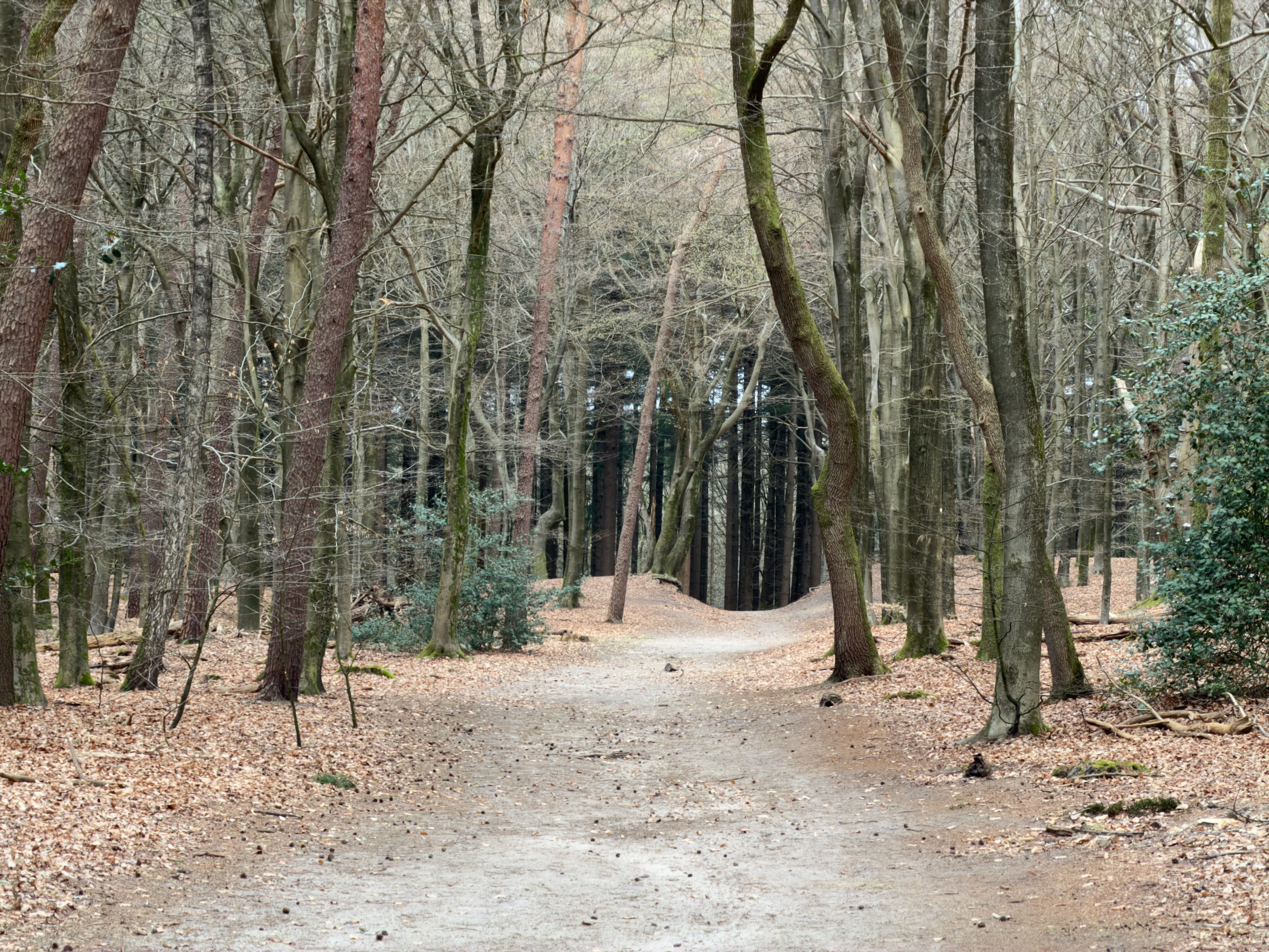 Sandy path winding through a bare deciduous forest with fallen leaves