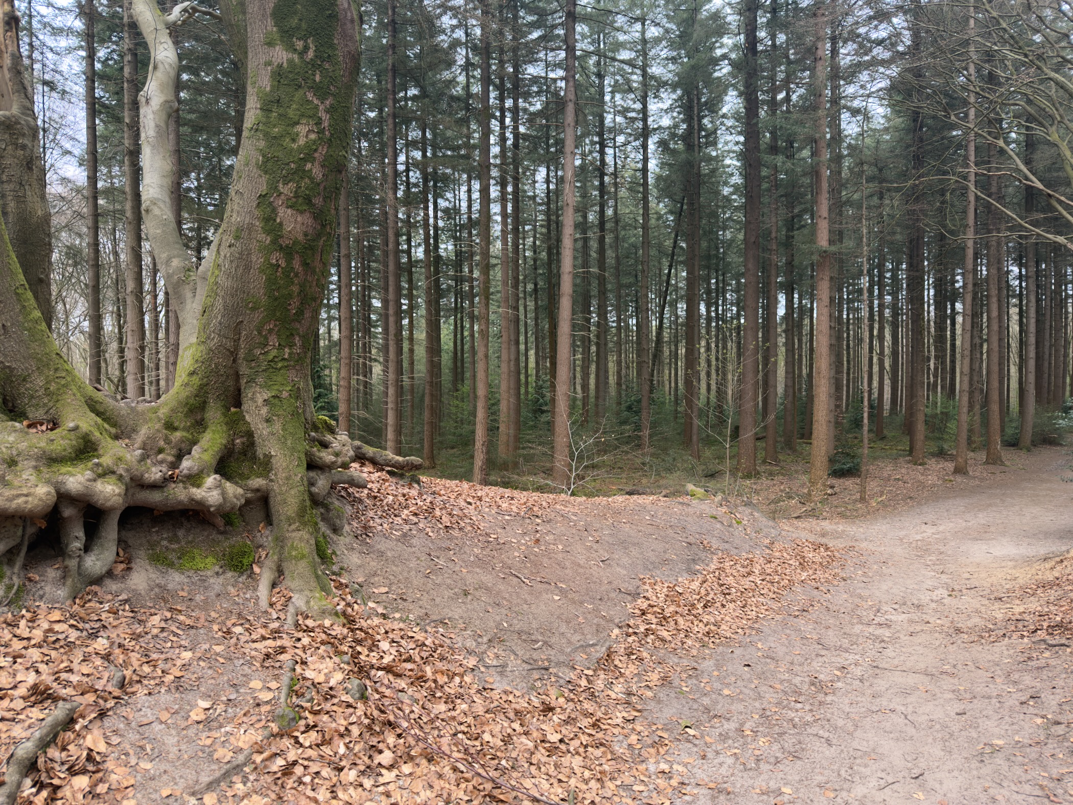 Old beech tree with exposed roots at a forest path junction among tall pines