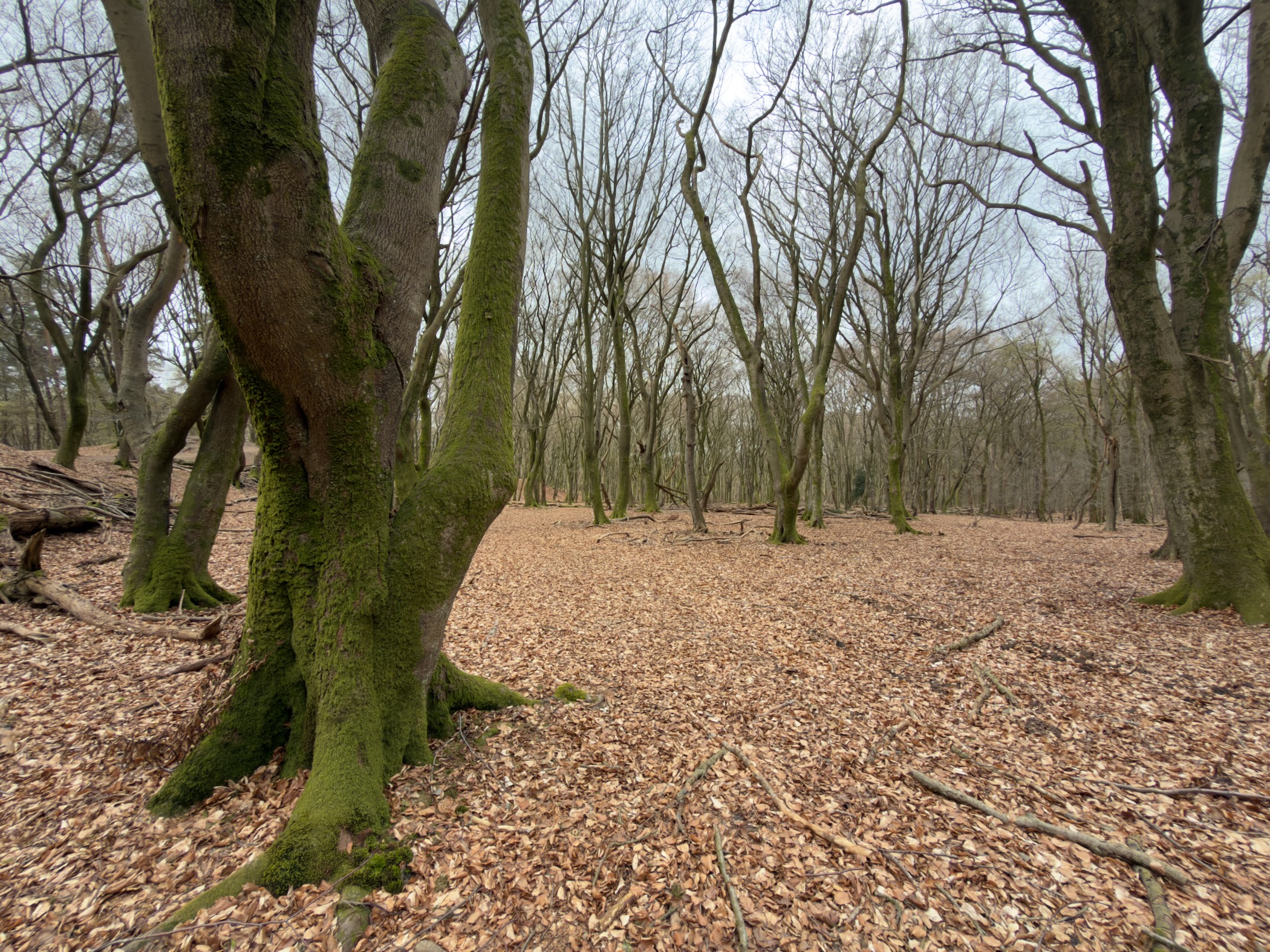 Moss-covered beech trees in an open woodland with a carpet of fallen leaves