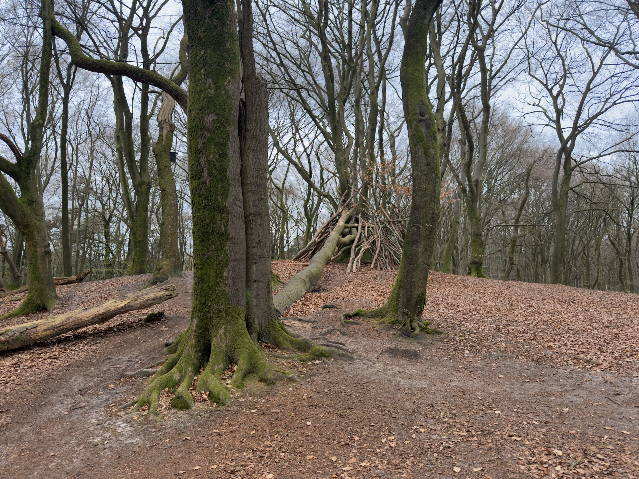 Gnarled beech trees on a hilltop with a leaning trunk and fallen leaves