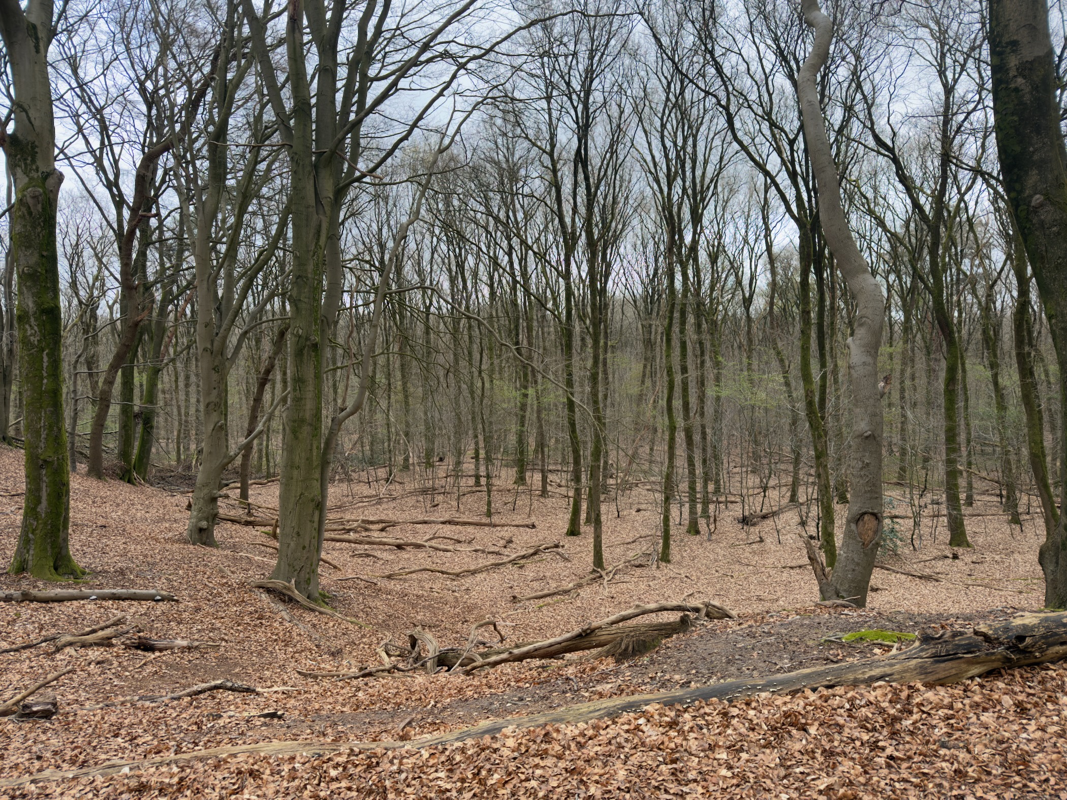 Bare deciduous woodland with fallen branches and scattered leaves