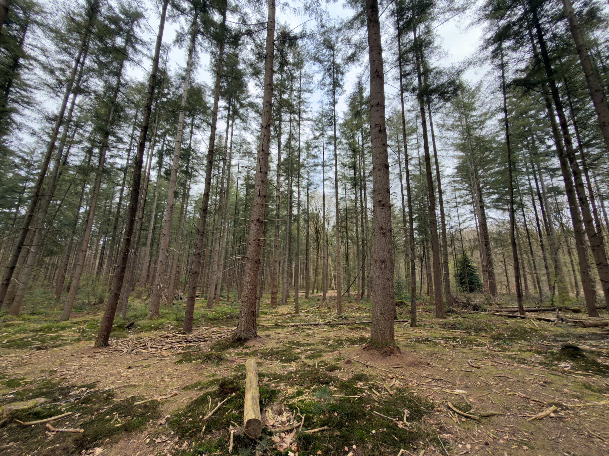 Tall spruce trees reaching toward an overcast sky with mossy ground