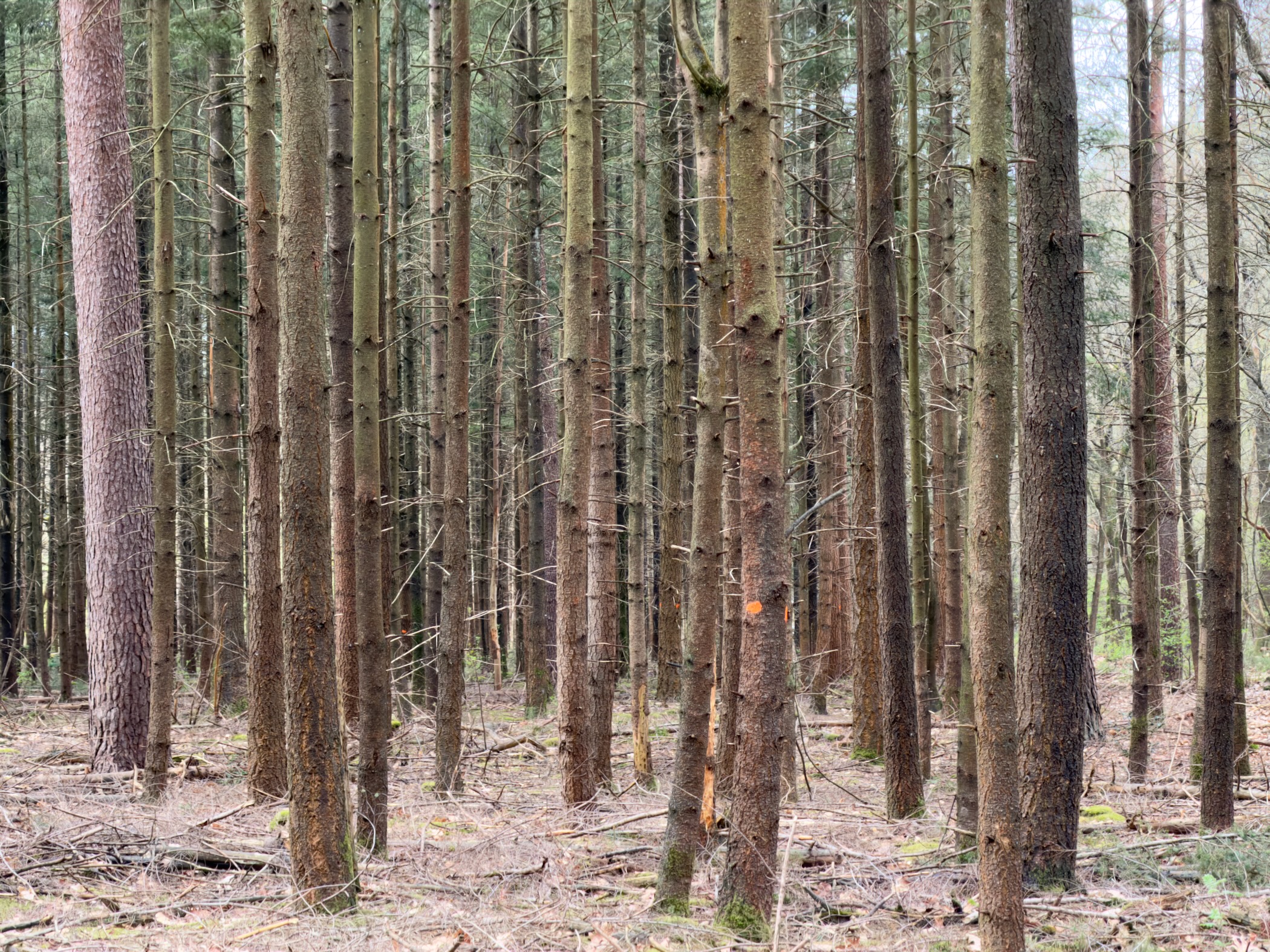 Dense stand of straight spruce trunks with bare lower branches