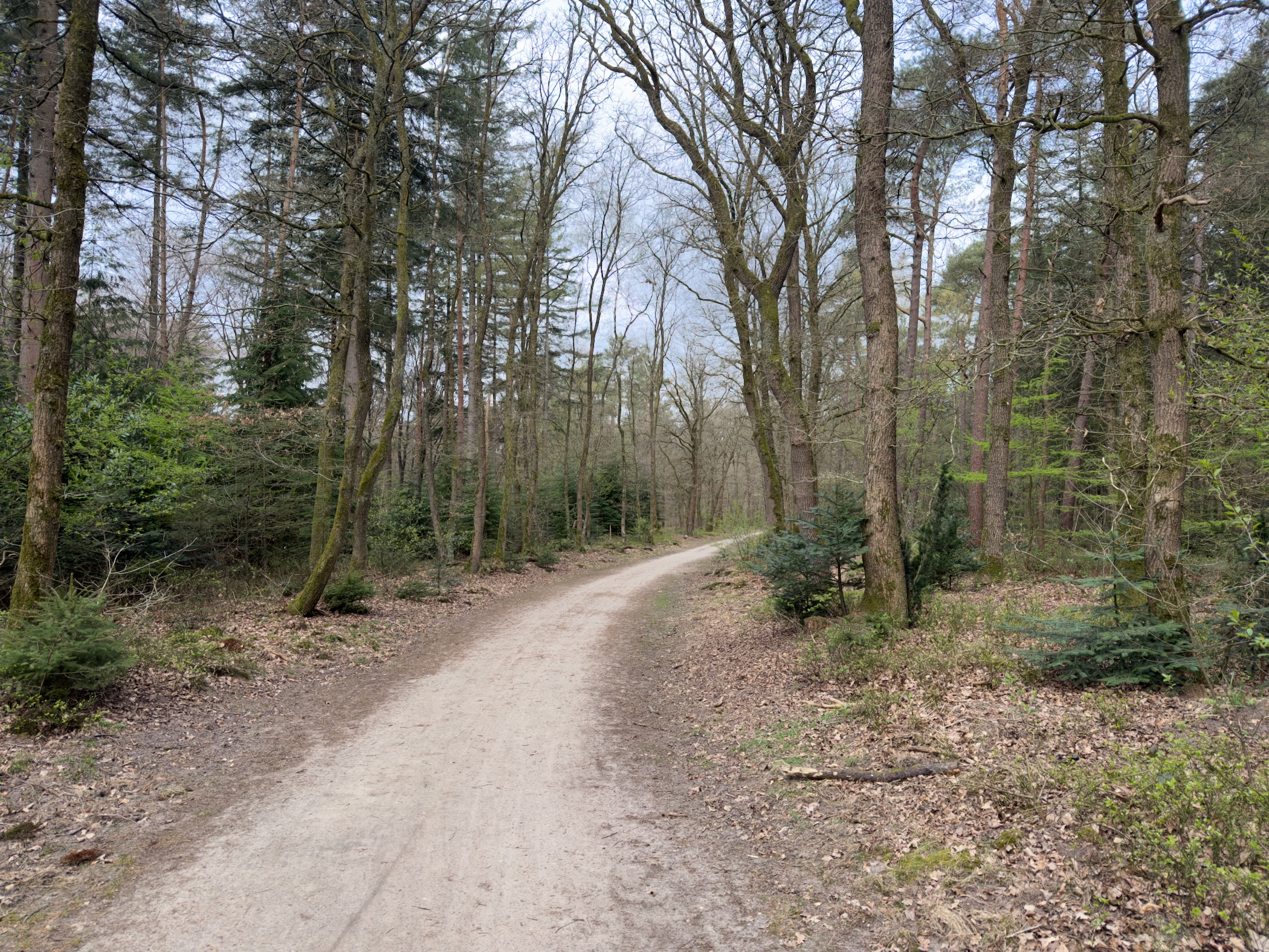 Winding sandy path through mixed woodland with early spring greenery