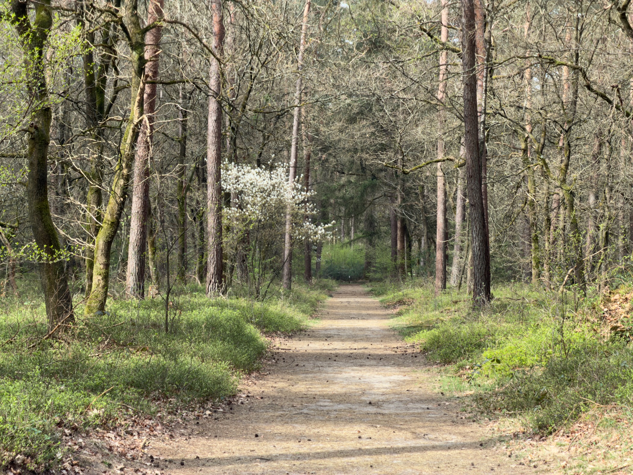 Forest path with a blooming white tree in a mixed woodland