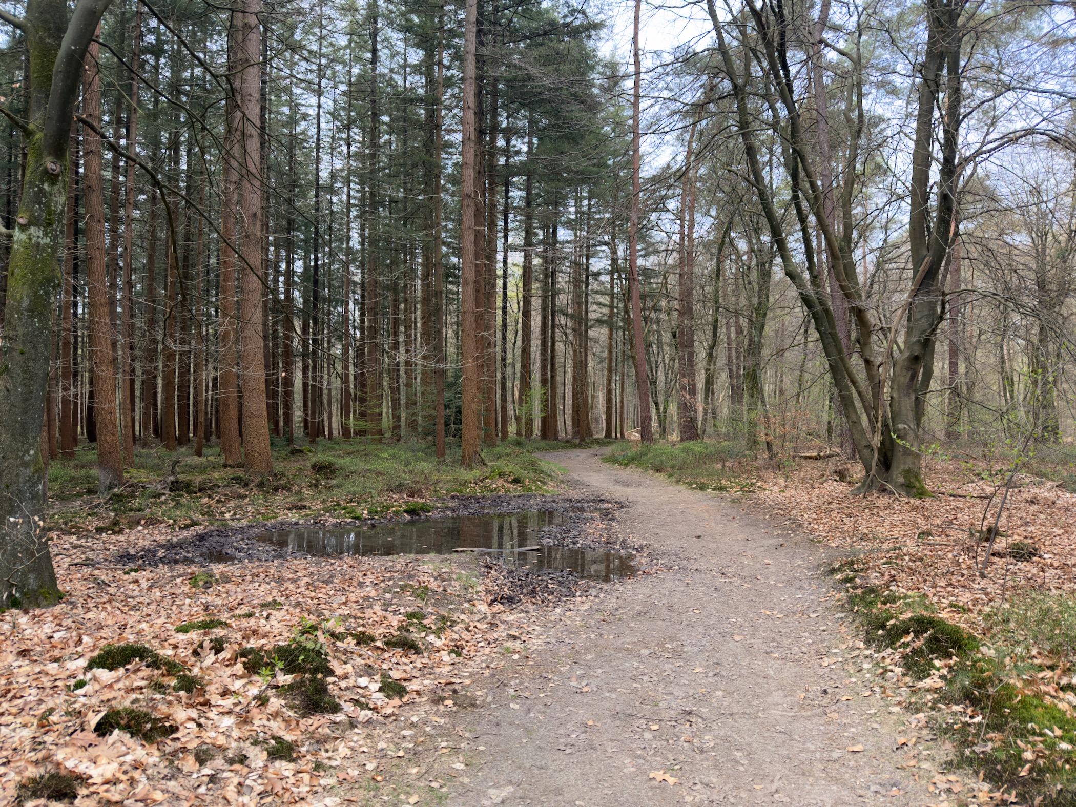 Forest trail with a puddle beside tall pines and bare deciduous trees